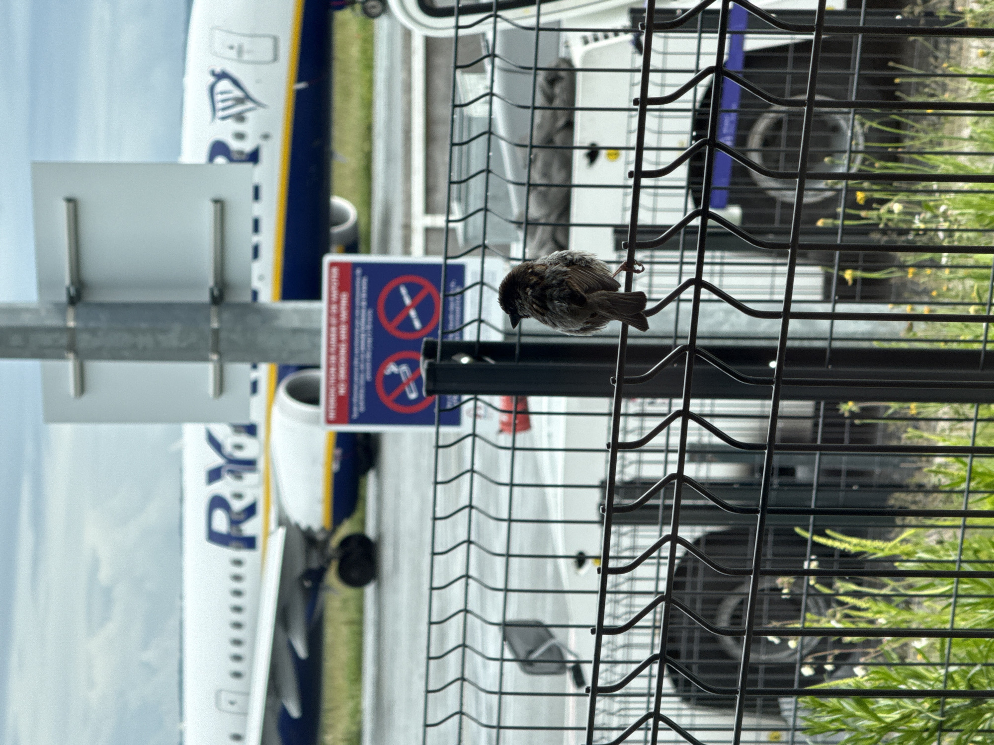 The image, taken in Tillé, France, shows a small brown sparrow perched on a black metal wire fence. Behind the fence is a parked Ryanair airplane, with its blue and yellow branding visible. A white airport vehicle is parked near the plane. A sign with a "no smoking" symbol is attached to the fence post. Some green vegetation is growing near the base of the fence. The sky is visible in the upper left corner.