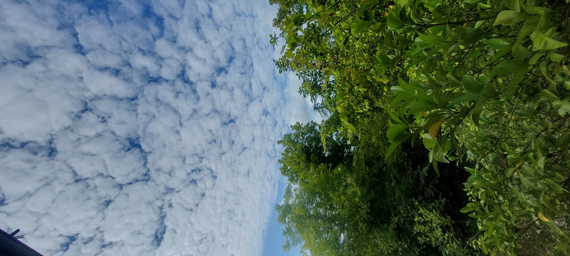 The image depicts a lush green forest canopy against a bright blue sky filled with scattered white clouds. The foreground is dominated by dense foliage, with large, vibrant green leaves in focus, suggesting a close-up view of undergrowth or a low-hanging tree. Behind this, taller trees with a darker green hue form a thick backdrop. The sky occupies the upper half of the frame, showcasing a pattern of cumulus clouds with clear patches of blue sky visible between them. The overall scene conveys a natural, possibly rural or park-like environment within Khobi, Georgia, characterized by abundant vegetation and fair weather. There are no people or visible man-made structures other than a small dark object in the upper left corner, which might be part of a building or a utility pole.