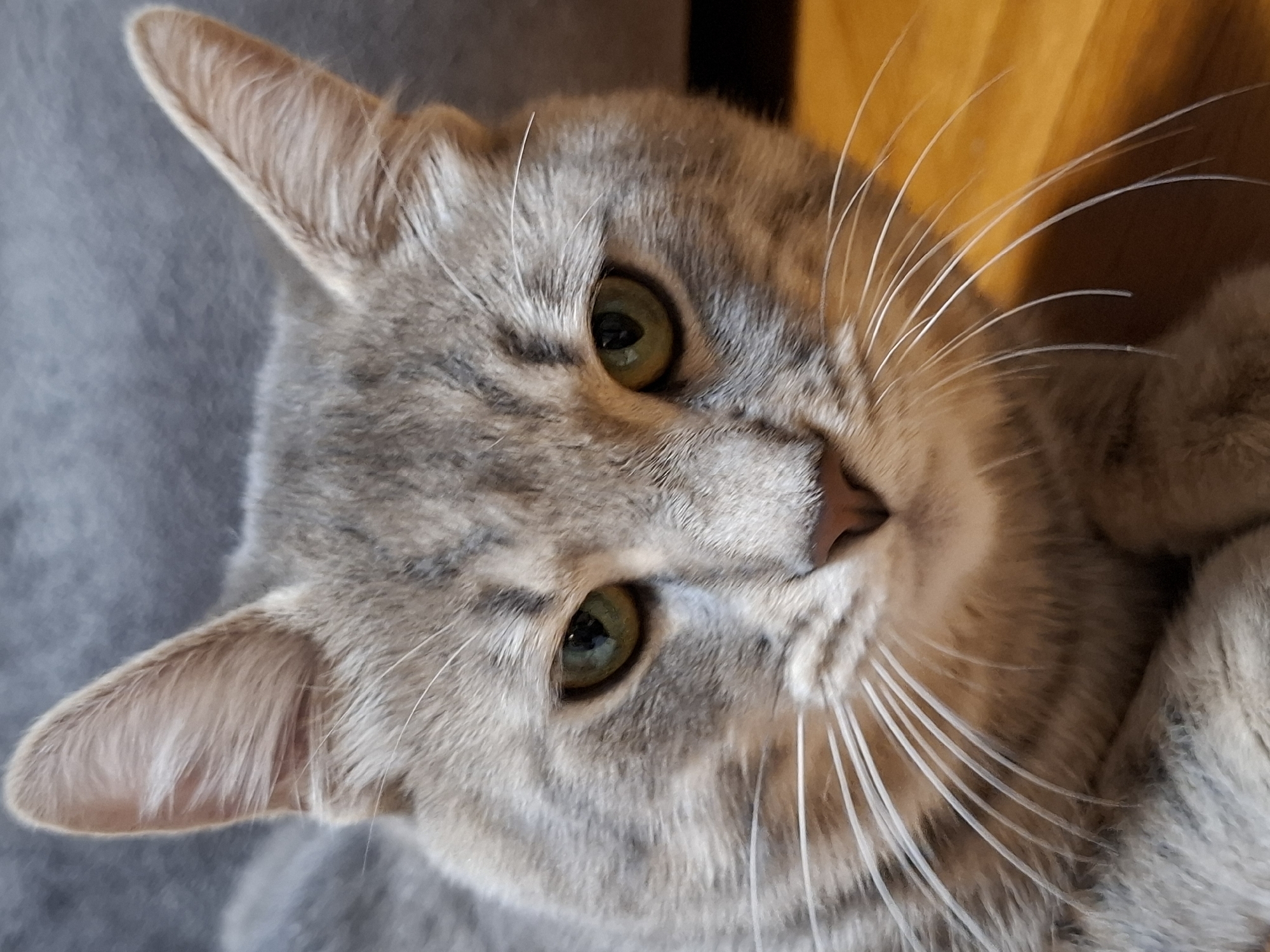 This is a close-up portrait of a domestic cat, likely an adult, captured in Novi Sad, Serbia. The cat appears to be a silver or gray tabby, characterized by its short, soft fur with distinct darker gray stripes and patterns across its head and face. Its alert, perked ears have pinkish-brown interiors. The cat's most striking feature is its bright green or hazel eyes with dark pupils, which gaze directly at the viewer, conveying a sense of curiosity and attentiveness. Long, delicate white whiskers extend prominently from its muzzle, and its nose is a soft pink.
The lighting is soft and natural, suggesting it is daytime indoors. The background is intentionally blurred, with a muted grayish-blue texture on the left, possibly indicating a blanket or upholstered surface. On the right, a warmer, yellow-orange area with darker brown tones is visible, potentially a wooden surface or another piece of furniture. The image focuses tightly on the cat's head and upper body, with a hint of its chest in the lower right, implying it is resting or lying down. No text is visible in the image. The overall mood is one of calm observation.