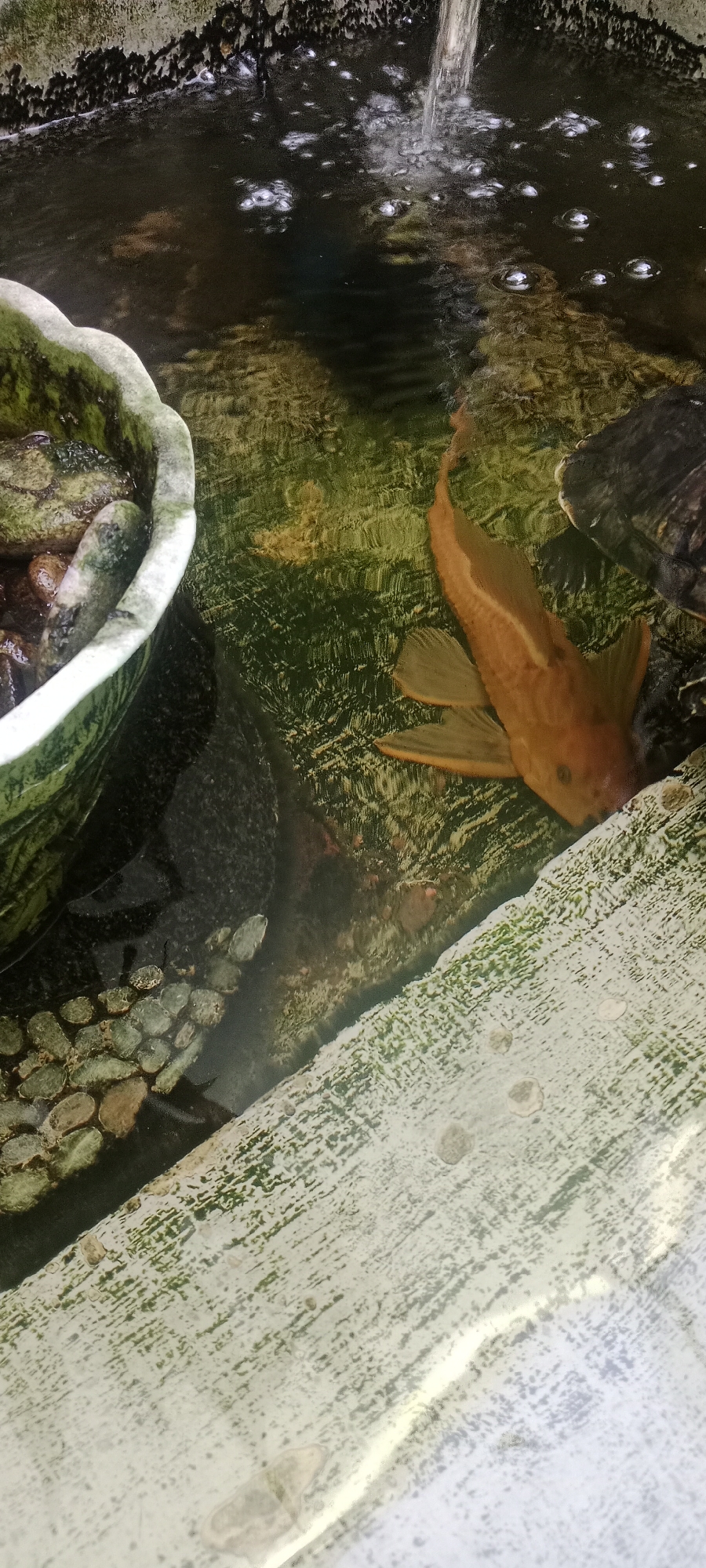 The image shows a close-up, high-angle view of a pond or water feature, likely in Maguwoharjo, Indonesia. A single orange fish, possibly a plecostomus, is swimming in the murky water. The fish is positioned towards the right side of the frame, facing away from the viewer. Its fins are spread, and its body is elongated. The water's surface is disturbed by a stream of water entering from the top center of the image, creating bubbles.
To the left of the fish, a decorative pot or planter filled with stones and some green moss is partially submerged in the water. The pot has an ornate, scalloped edge. The bottom of the pond appears to be lined with dark, textured material, possibly rocks or artificial lining. In the background, a portion of a turtle's shell is visible, suggesting another aquatic inhabitant.
The pond is bordered by a textured, light-colored surface that appears to be made of concrete or a similar material, with patches of green algae or moss growing on it. This border runs diagonally across the lower right portion of the image. The water itself is a murky green and brown, with visible ripples and reflections. The overall impression is of an outdoor, natural or semi-natural aquatic environment.