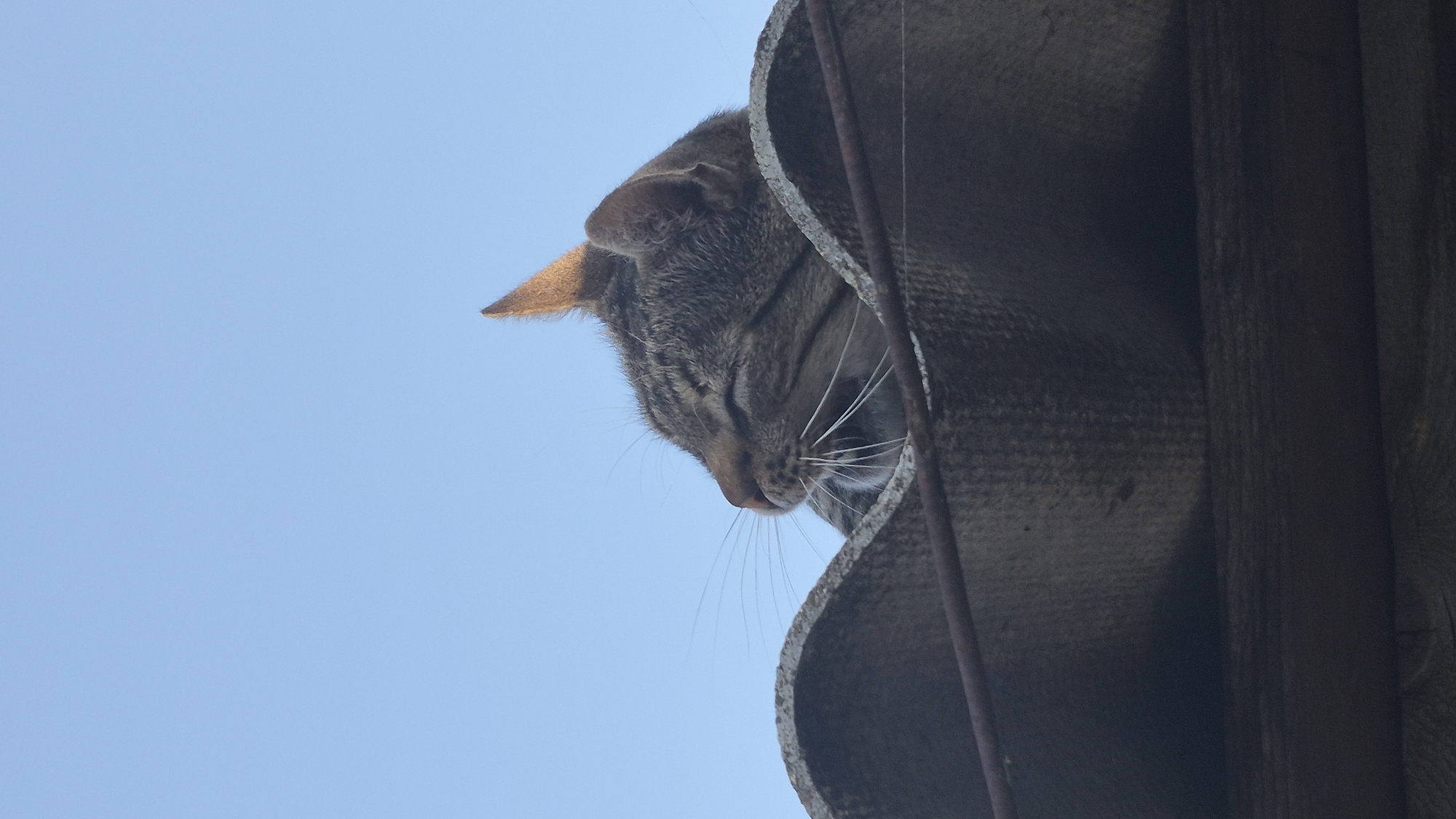A tabby cat is perched on a corrugated roof, its head tilted back and eyes closed, facing the clear blue sky. The cat's fur is a mix of brown and black stripes. Its whiskers are prominent and extend outward. The roof appears weathered and is supported by wooden beams. A thin metal wire runs across the foreground, in front of the roof. The scene is captured from a low angle, looking upwards. The location is not specified in the provided image, and therefore cannot be identified as Visoca, Moldova.