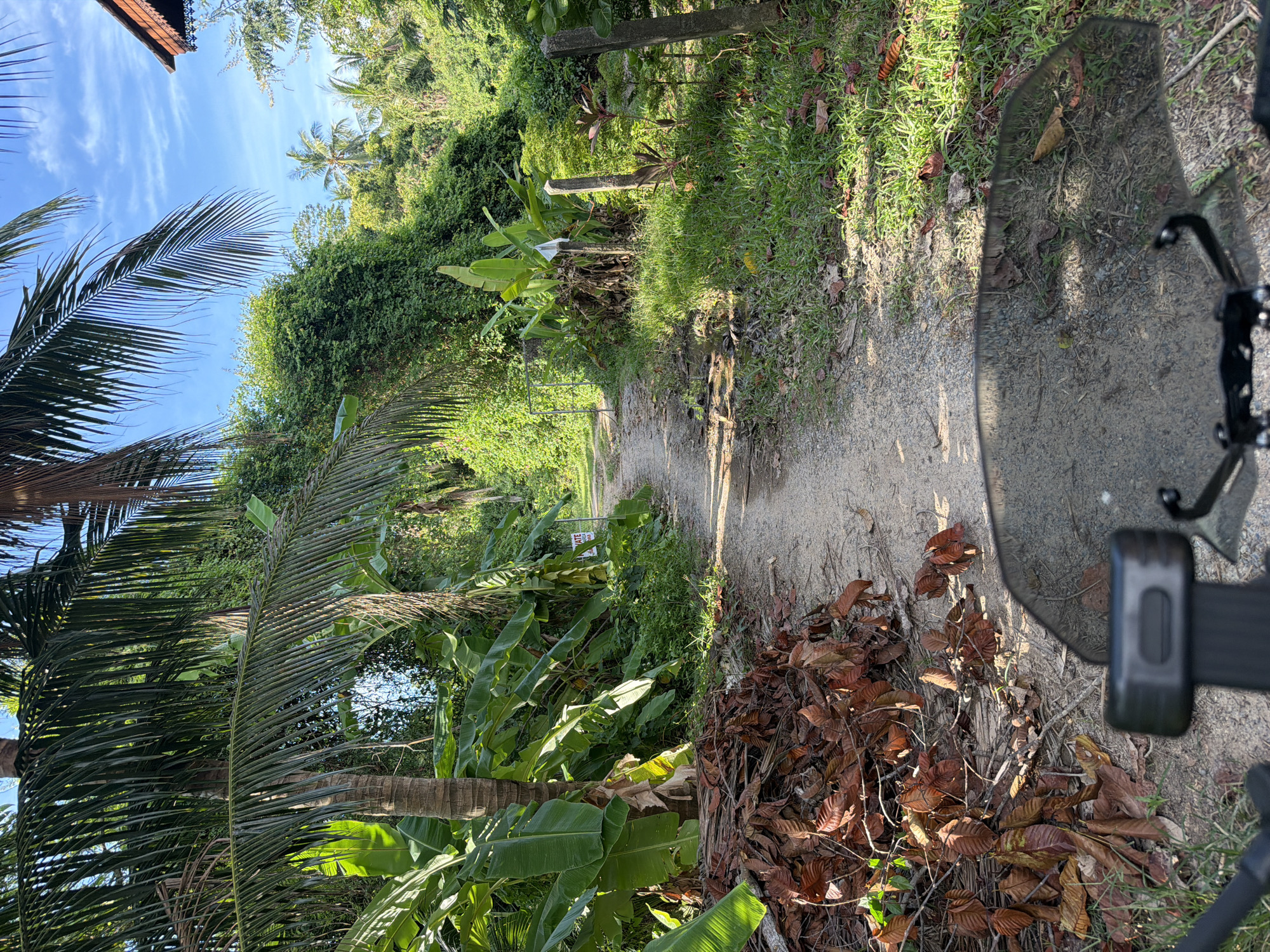 The image shows a dirt path winding through lush, tropical vegetation in Baan Tai, Thailand. The path is flanked by dense green foliage, including large banana leaves and palm trees. On the left side of the path, a pile of dry, brown leaves has been gathered. In the foreground, the handlebars and windshield of a motorcycle are visible, indicating the perspective of someone riding the motorcycle. The sky above is blue with scattered white clouds. The overall scene depicts a rural or semi-rural environment in a tropical climate. There are no people or animals visible in the frame.