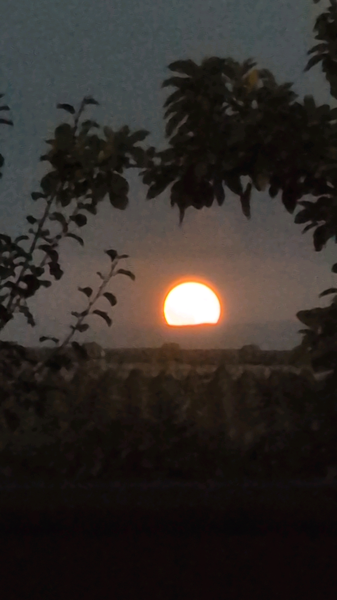 The image shows a sunset over a rural landscape, likely on the outskirts of Izmail, Ukraine. The sun, appearing as a bright orange orb, is partially obscured by a dark horizon line, suggesting it is near setting. The sky is a muted grey, with hints of lighter tones near the horizon. Silhouetted against the sky are the branches of trees in the foreground, framing the view. The landscape itself appears to be a cultivated field or garden, with rows of dark foliage. The overall impression is one of a serene, natural scene at dusk.