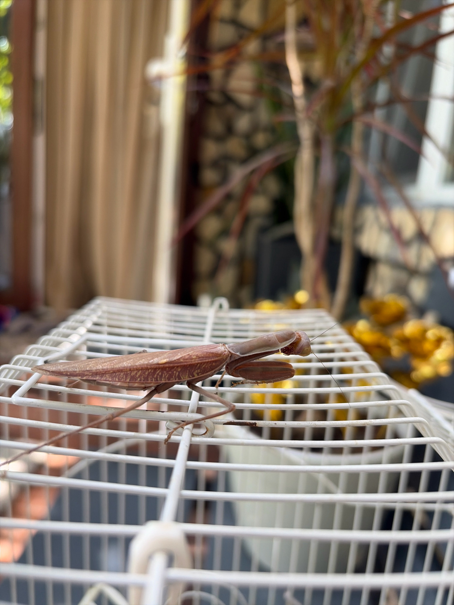 A praying mantis is resting on a white wire cage. The praying mantis is light brown and has a long, slender body with prominent forelegs. Its head is turned to the right, and its antennae are extended. The cage appears to be outdoors, with a blurred background of greenery and a building. The lighting suggests it is daytime. There is no visible indication of the location being Oxentea, Moldova.