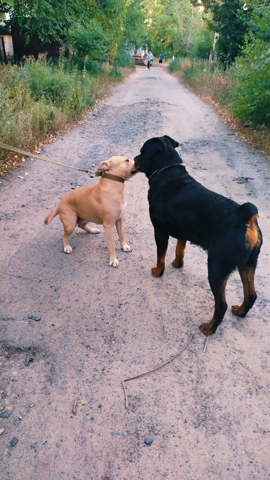 A light brown pit bull on a leash and a black Rottweiler are standing on a dirt path, sniffing each other. The pit bull is on the left, facing right, and the Rottweiler is on the right, facing left. Both dogs are wearing collars. The Rottweiler has a chain collar. The pit bull is light brown with white paws and chest. The Rottweiler is black with tan markings on its legs and tail. They are on a dirt path lined with trees and brush. In the distance, two figures are riding bicycles on the path. The scene appears to be in a park or a suburban area.