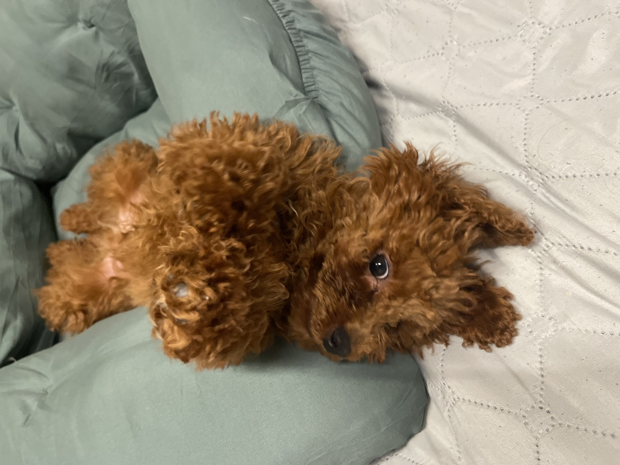 A brown poodle puppy lies on a bed. The bed has a light green pillow to the left and a white sheet with a raised diamond pattern to the right. The poodle's head rests on the white sheet. The photograph was taken indoors. Location information is not possible to determine from the image.