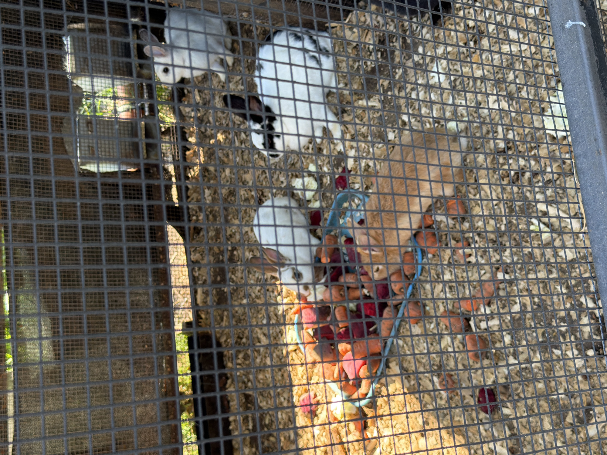 The image shows several rabbits in an outdoor enclosure. The enclosure is made of wire mesh and contains wood shavings on the ground. A blue feeding dish is filled with chopped carrots and beet pieces. Three rabbits are visible near the dish: one is light brown, one is white with black markings on its ears and back, and another is white. A fourth white rabbit is partially visible in the background. Sunlight illuminates the enclosure, casting shadows. The environment suggests a petting zoo or animal sanctuary. There is no indication of the city of Sirius, Russia, or any specific location details.