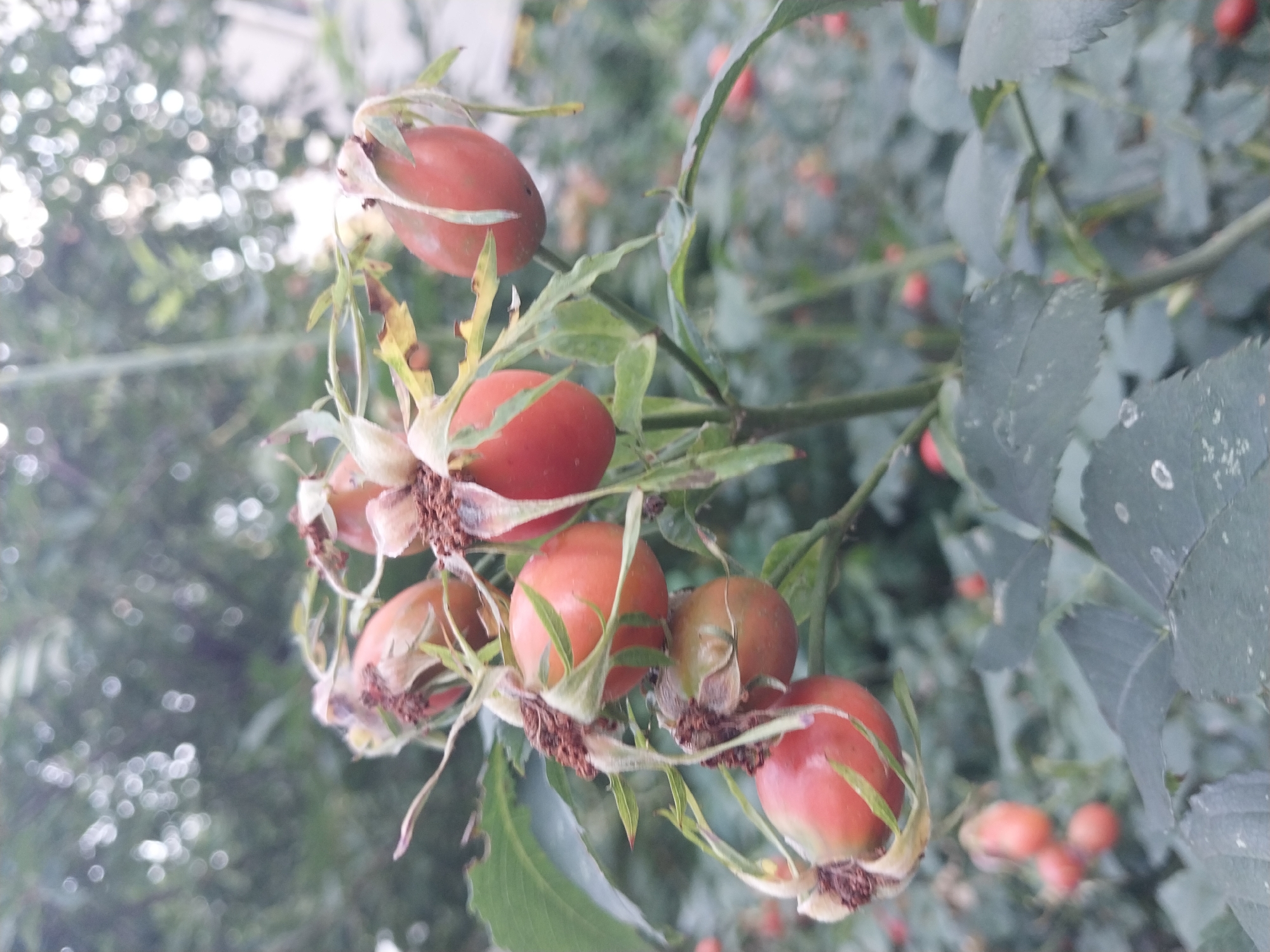 The image captures a close-up view of rose hips on a branch, set against a blurred background of green foliage. The rose hips are a vibrant reddish-orange and appear to be ripe, with some dried sepals and stems still attached. The leaves of the rose bush are green and show signs of natural wear. The background suggests an outdoor environment, possibly a garden or park within Dnipro, Ukraine, given the implied context. The lighting is natural, creating soft shadows and highlighting the texture of the rose hips and leaves. No people or specific actions are depicted; the focus is on the natural elements of the plant.