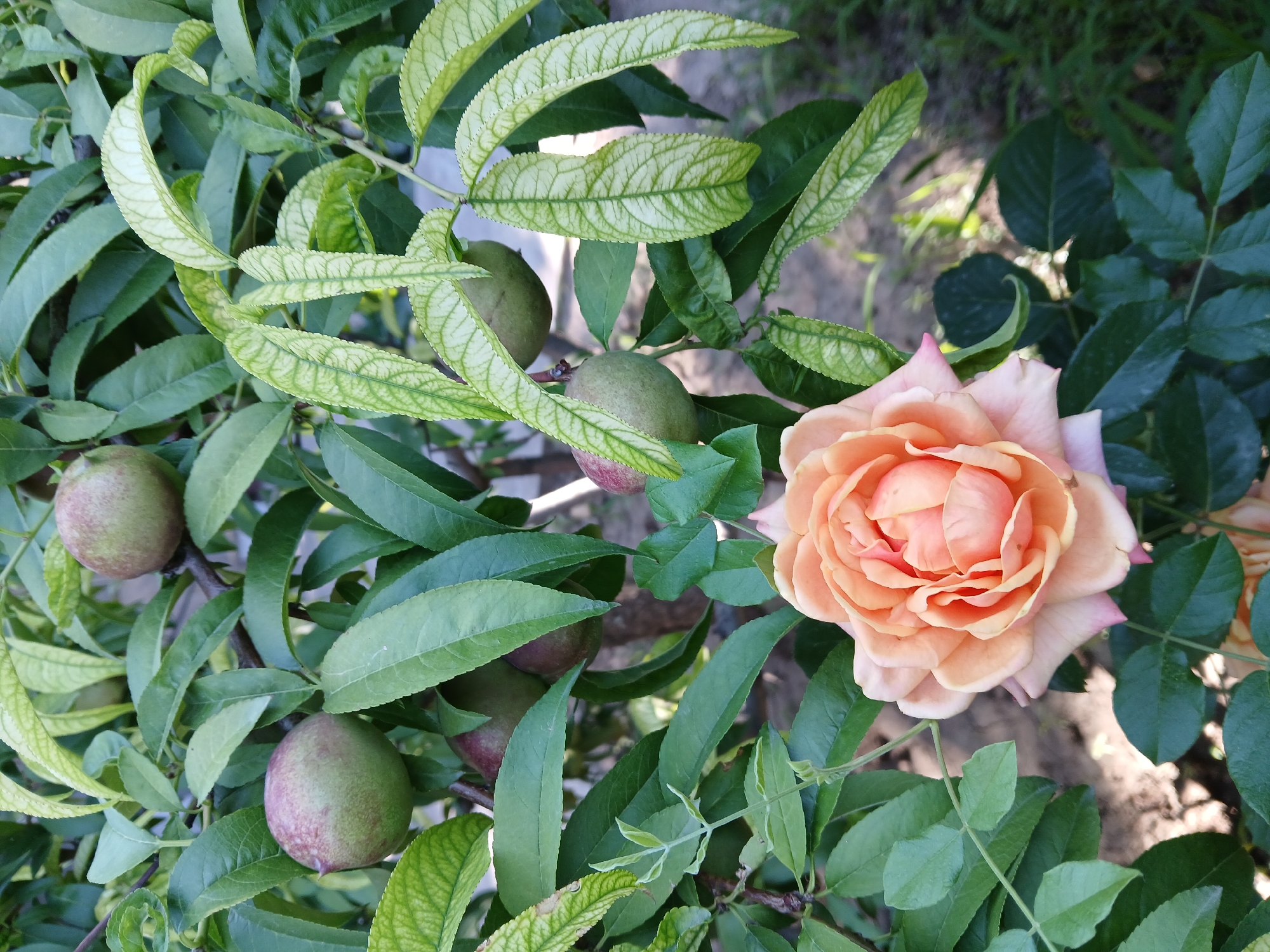 A close-up, eye-level shot features a peach-colored rose in the foreground, its petals slightly unfurled and displaying delicate pink undertones. Behind the rose, a tree branch is laden with several small, round fruits, appearing to be peaches or nectarines, in various stages of ripeness, ranging from green to a reddish-pink hue. The leaves of the tree are a vibrant green, with some showing a patterned texture due to prominent veins. The background is softly blurred, revealing glimpses of soil and vegetation. The scene is outdoors, likely in a garden setting within the city of Коктал, Kazakhstan, given the context provided. No people are present in the image, and the focus is entirely on the natural elements of the plant.
