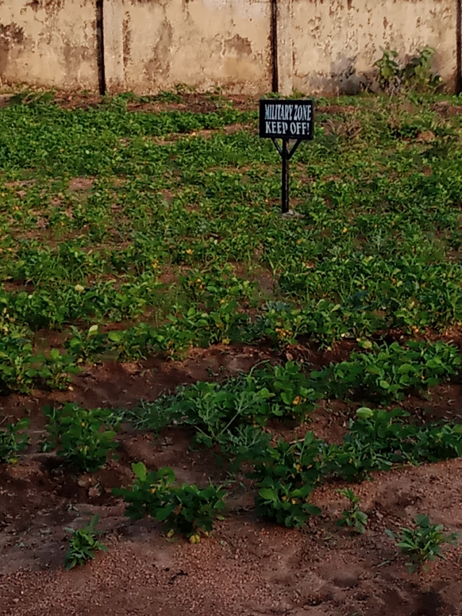 In Jauro Yinu, Nigeria, a black sign with white lettering stands in a cultivated field, reading "MILITARY ZONE KEEP OFF!". The field is planted with rows of green crops, likely peanuts or a similar low-growing plant, with rich brown soil visible between the rows. In the background, a textured, pale wall with vertical dark supports suggests a building or fortification. The scene appears to be outdoors during daylight, with soft lighting illuminating the crops and the warning sign.