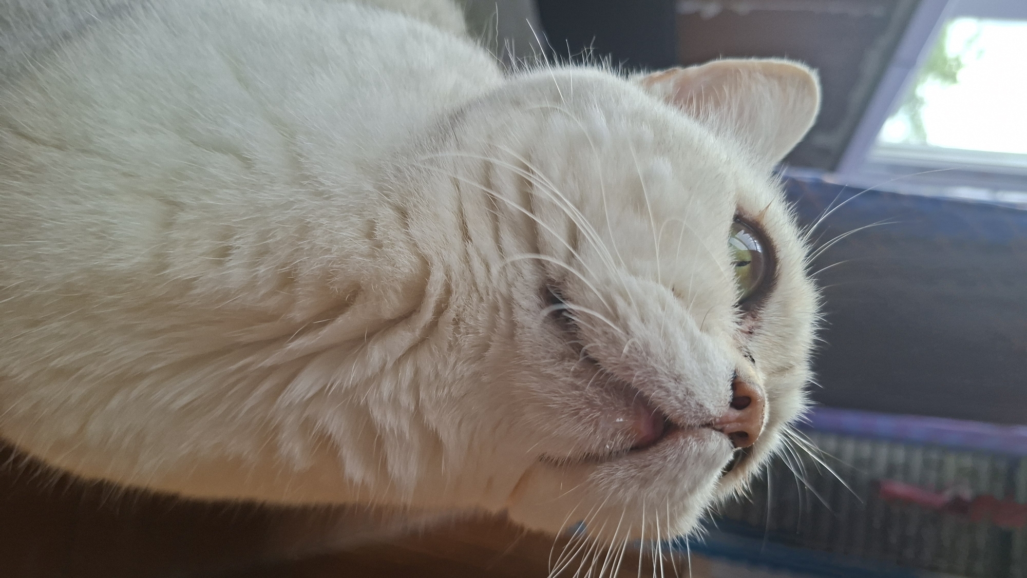 A close-up of a white cat's head, facing right. The cat is mostly white fur, with a pink nose and light-colored ears. One eye is visible, showing a green iris. White whiskers extend from its face. The background shows a window with greenery outside and a blurred cage-like structure. The setting appears to be indoors. The location is Забалоцкі сельскі Савет, Belarus.