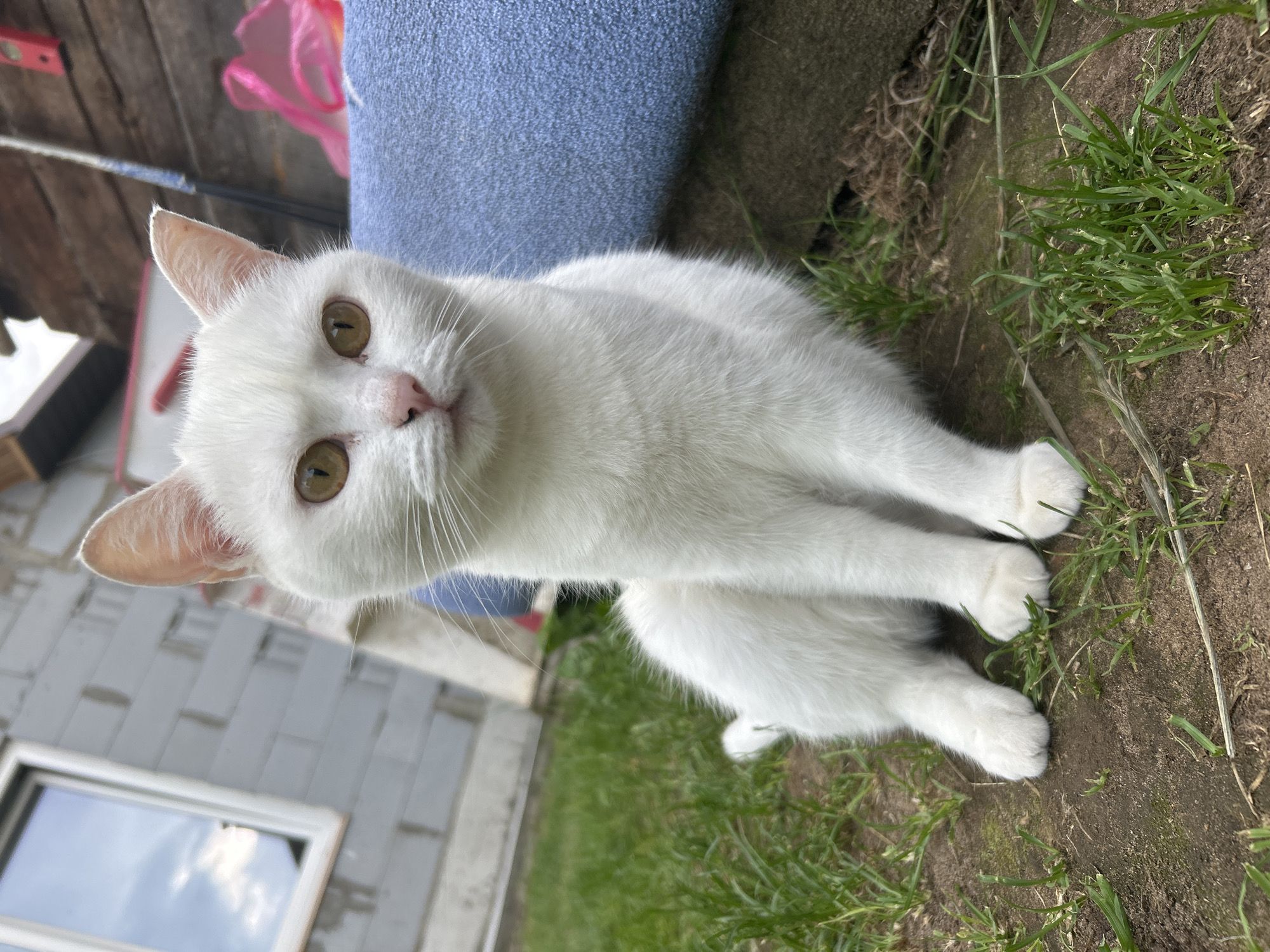 A white cat with yellow eyes sits on the ground in front of a blue mat. The background shows a brick building with a window, wooden planks, and green grass. The image is a medium shot of the cat in an outdoor setting. The location is identified as Chaikovsky, Russia.