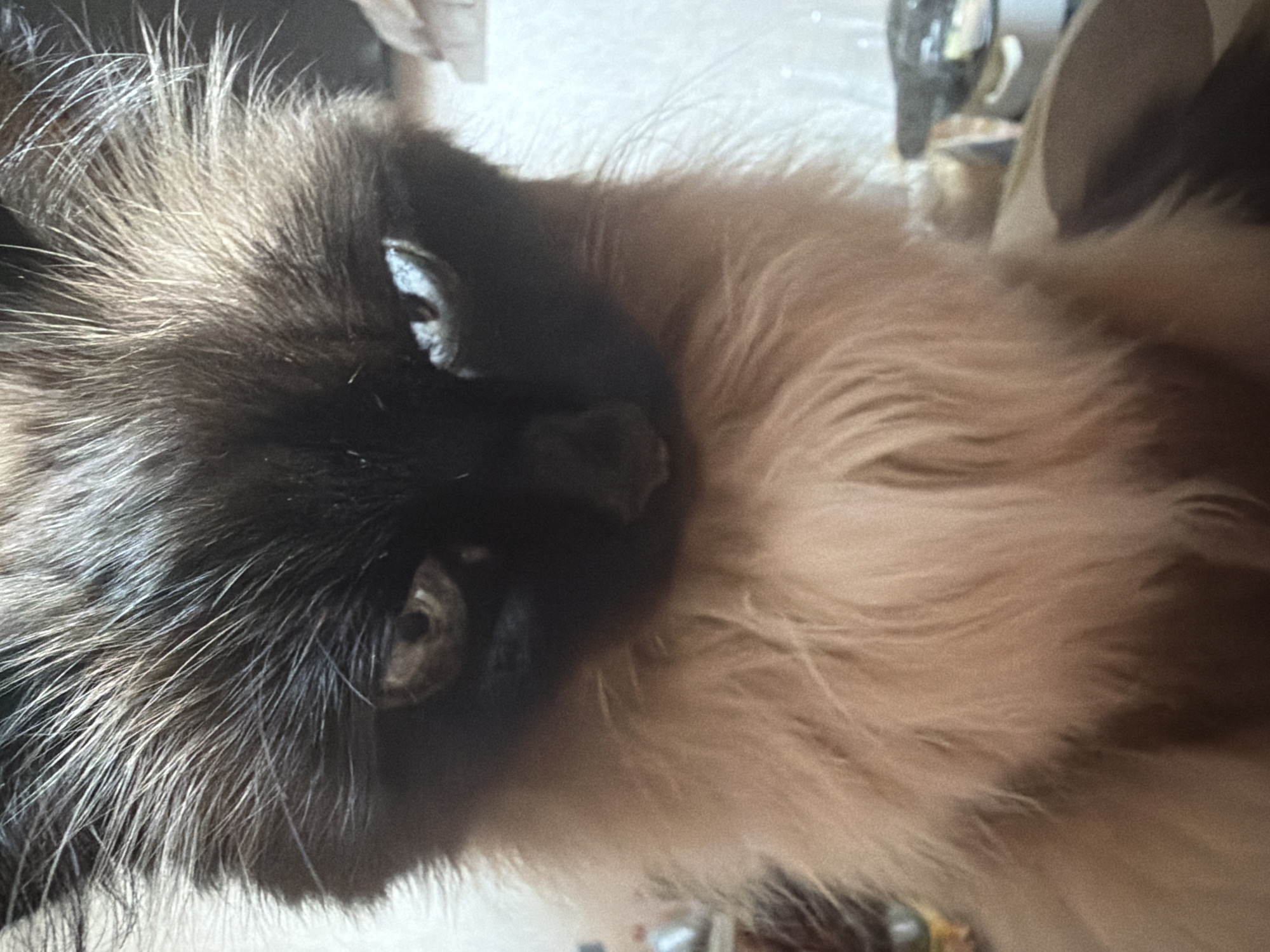 This is a close-up, eye-level, indoor photograph of a Siamese cat with dark brown points and light tan fur. The cat's face is in sharp focus, with its eyes looking directly at the camera. The cat has bright blue eyes and a dark brown mask around its face. Its fur is long and fluffy, especially around its neck. The background is out of focus and appears to be a domestic setting with some blurry objects that might be furniture or household items. There is no visible information that would indicate the location in the city of Chaikovsky, Russia, or any specific urban environmental features.