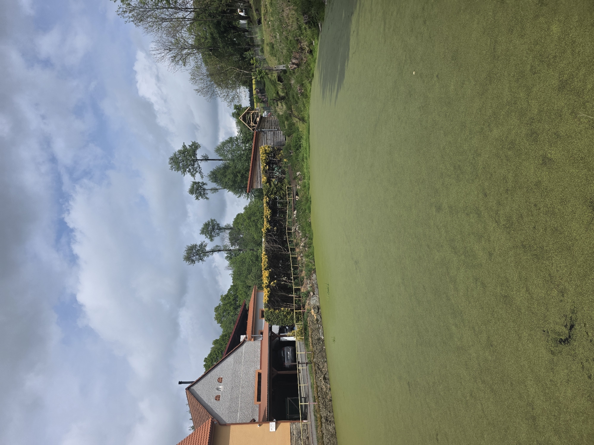 The image captures a scene in an unidentified city, location Unknown, showcasing a body of water covered in a dense layer of green algae or duckweed. The water body is situated adjacent to a structure, possibly a building or boathouse, with visible architectural details like a red-tiled roof and gray textured walls. Yellow flowers or vines decorate a fence or structure near the water's edge. Tall trees stand in the background, reaching towards a cloudy sky. The overall environment suggests a rural or semi-rural setting with a stagnant or nutrient-rich water body.