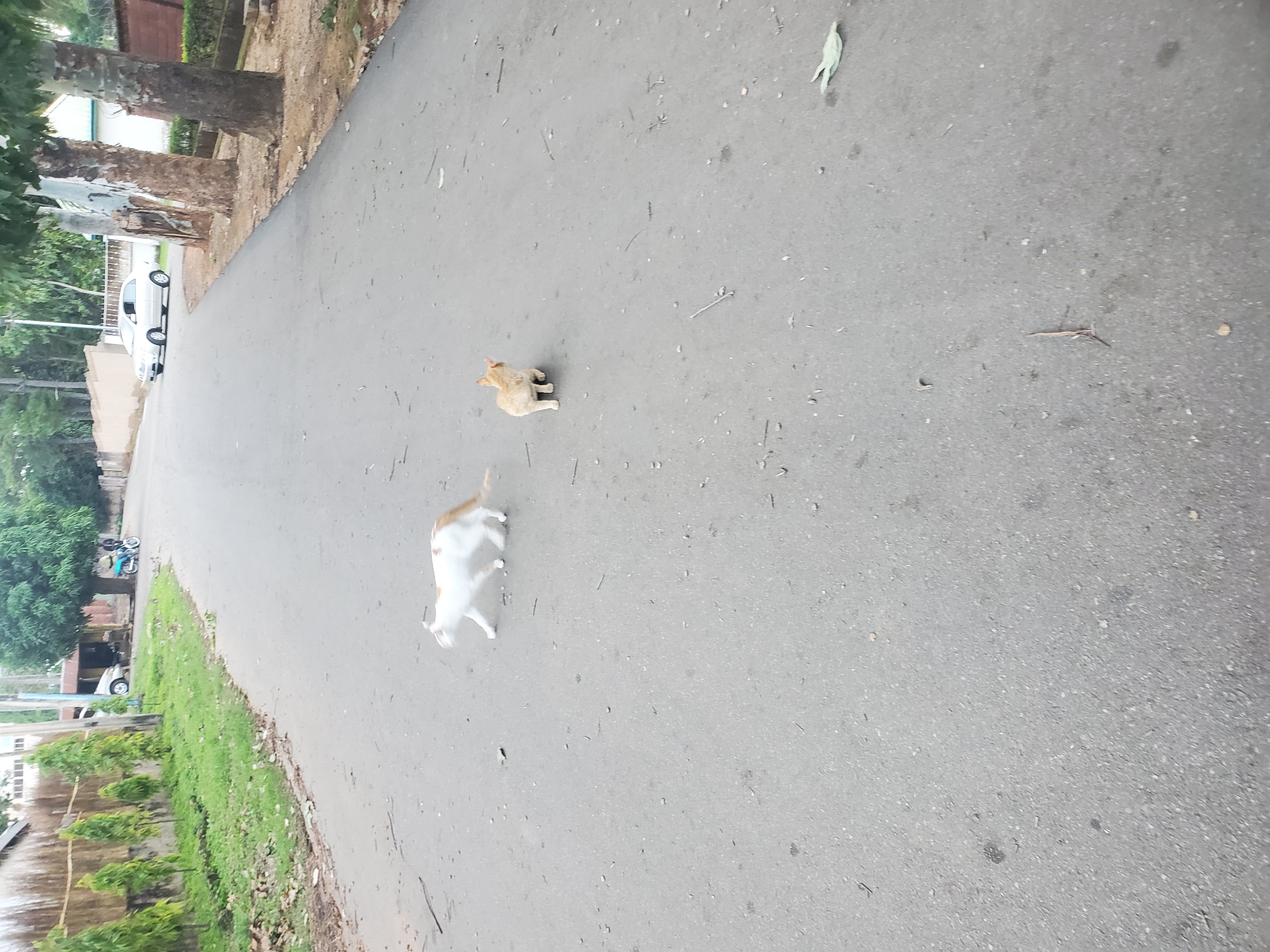 The image captures a street scene, likely in Jos, Nigeria, showing two cats on a paved road. One cat, predominantly white with orange markings, is in motion, mid-stride, to the left of the frame. Its body is elongated, indicating movement. To the right and further down the road is a smaller, light orange cat, facing away from the viewer and towards the right. It appears to be stationary. The road surface is asphalt, with scattered debris such as small twigs and leaves. The environment suggests an outdoor, urban or suburban setting, with vegetation visible along the sides of the road, including trees and grass. In the background, a white sedan is parked on the right side of the road, and a motorcycle with a rider is seen further up the road on the left. The overall lighting indicates it is daytime.