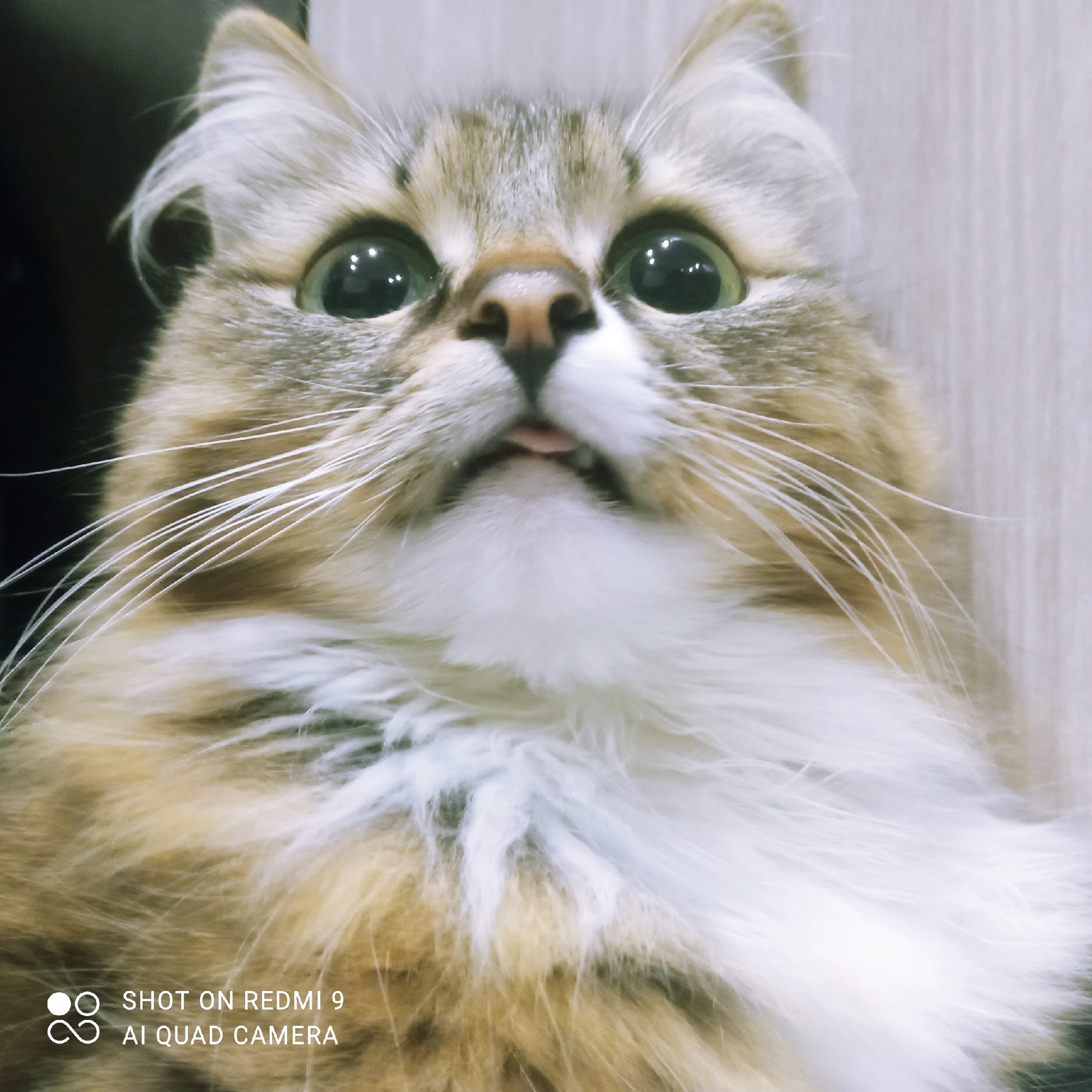 The image is a close-up, eye-level, portrait-style photograph of a fluffy cat with large green eyes. The cat's head is angled upwards, with its tongue slightly visible. The background is out of focus, appearing as a light-colored, textured surface, possibly a wall or furniture. The lower left corner of the image contains a watermark reading "SHOT ON REDMI 9 AI QUAD CAMERA". The cat's fur is a mix of brown, tan, and white. There are no discernible features of the city of Chaikovsky, Russia, or any people present in the image.