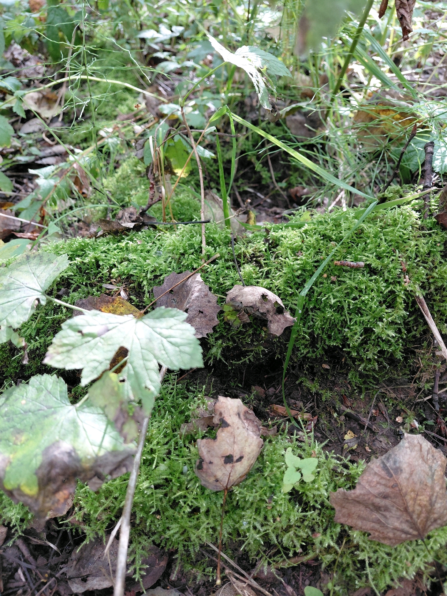 The image depicts a close-up view of a moss-covered surface in a natural environment. The moss is a vibrant green and appears to be growing on a log or a similar organic substrate. Scattered amongst the moss are several fallen leaves, varying in color from light brown to dark brown and some showing signs of decay. There are also thin, dry twigs and blades of grass interspersed throughout the scene. In the background, more vegetation, including green leaves and slender, branch-like structures, is visible, suggesting a forest floor or woodland setting. The lighting suggests it might be daytime, with some dappled sunlight filtering through. The image does not show any people or urban elements, and the reference to Nikolaevka, Russia, is extraneous to the visual content.