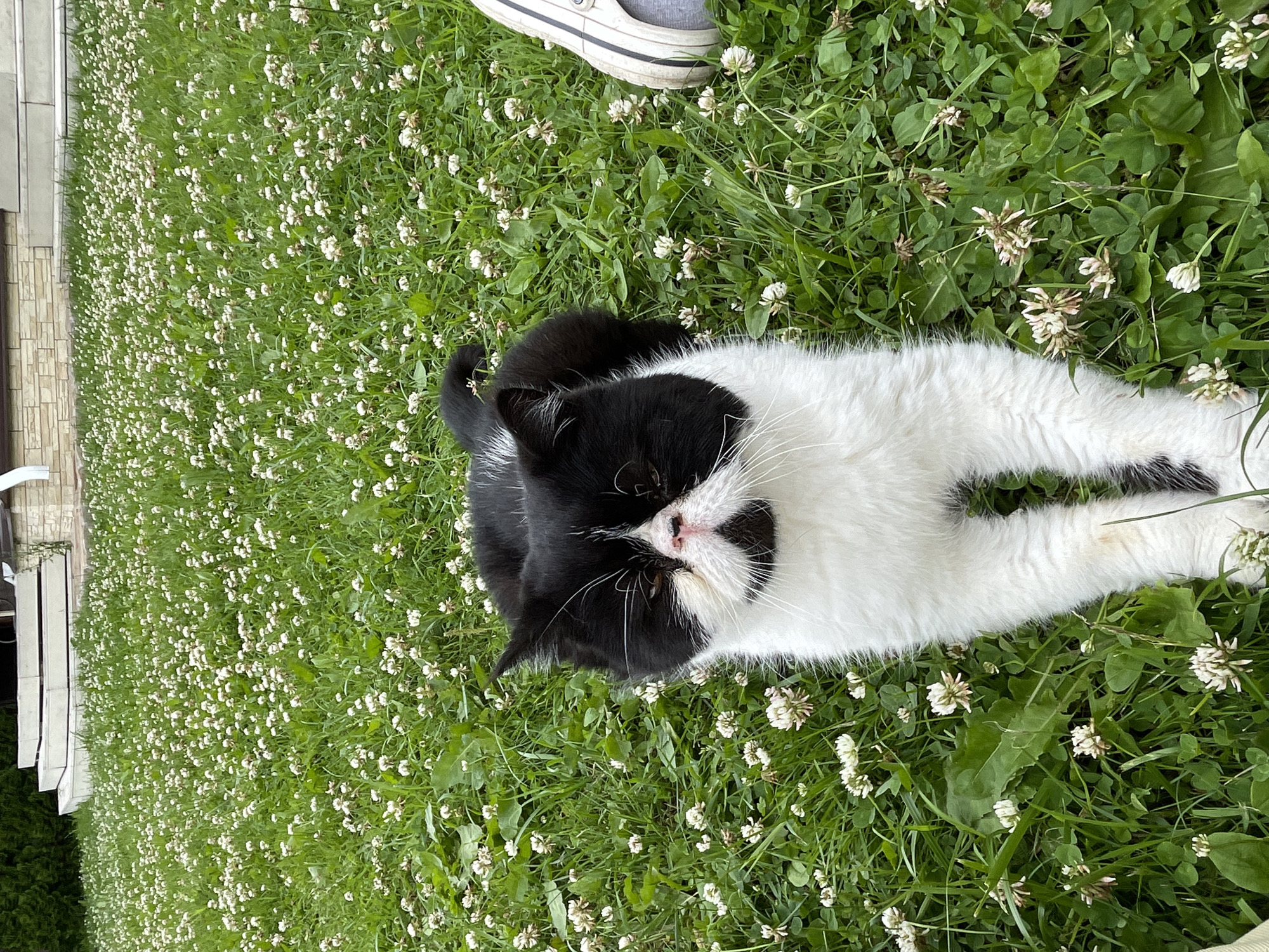In Solov'evka, Russia, a black and white exotic shorthair cat sits on a lawn covered in white clover flowers. The cat's face is turned towards the camera, its eyes partially closed. Its white fur is prominent on its chest and legs, while black fur covers its ears, back, and tail. To the right of the cat, a person's foot wearing a white and grey sneaker is visible, partially submerged in the grass. In the background, stone steps lead up to a building with a brick facade and a green hedge. The overall scene depicts a domestic setting with a focus on the cat in its natural environment.