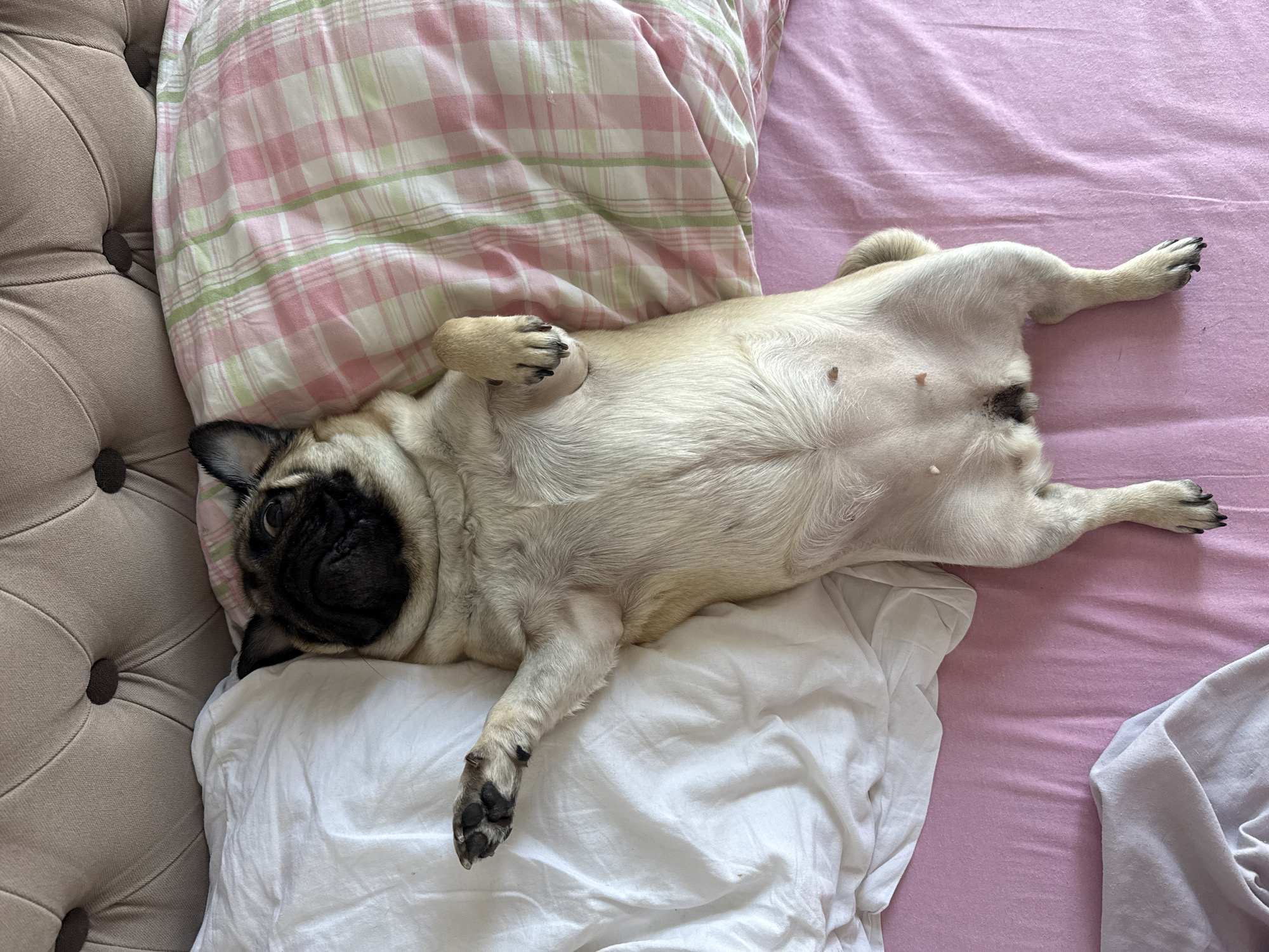 A pug dog is lying on its back on a bed with its paws in the air. The dog is facing upwards, and its eyes are partially closed. The bed is covered with a white sheet on the left and a pink and green plaid blanket on the right. A pink sheet is visible on the bottom of the image. The background consists of a tufted headboard. The scene appears to be indoors in a bedroom.