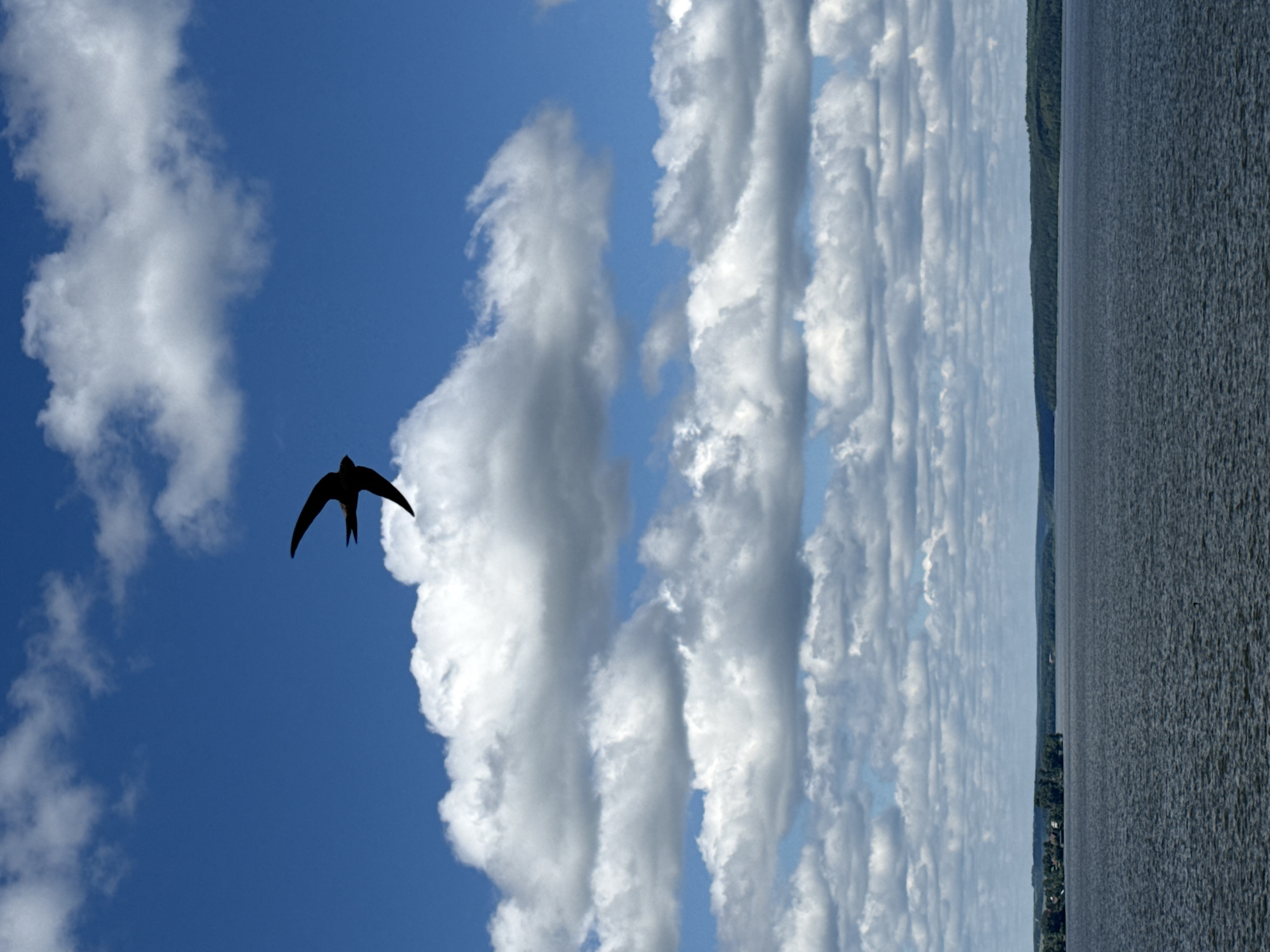 A silhouette of a bird in flight is positioned in the upper center of the image. The bird is dark against a bright blue sky filled with fluffy white clouds. The lower half of the image depicts a wide expanse of dark, choppy water, likely a lake or river. In the far distance, a tree-lined shore is visible, with a cluster of buildings on the left side. The overall scene suggests a natural landscape under a partly cloudy sky. The image does not contain any discernible elements indicating a specific location in Votkinsk, Russia.