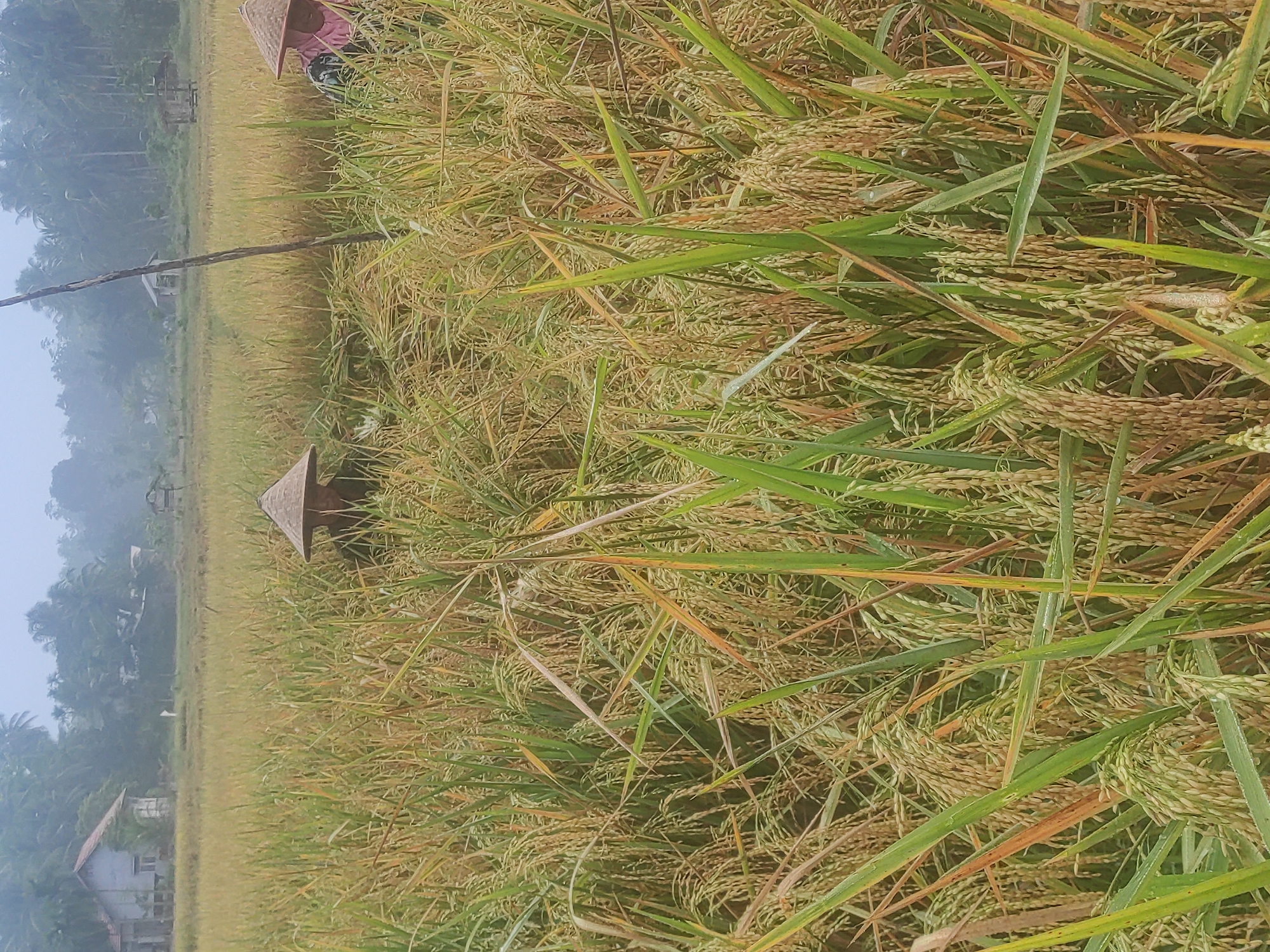 The image depicts a rice paddy field, likely in a rural area near Lhokseumawe, Indonesia. The rice plants are mature, with heavy, golden grain heads indicating a harvest is imminent or in progress. The foreground shows densely packed rice stalks and blades. In the background, there are traditional rural buildings and structures, some obscured by light haze or mist. A person wearing a traditional conical hat can be partially seen in the top portion of the image. There is also a small wooden structure with a conical roof within the field itself.