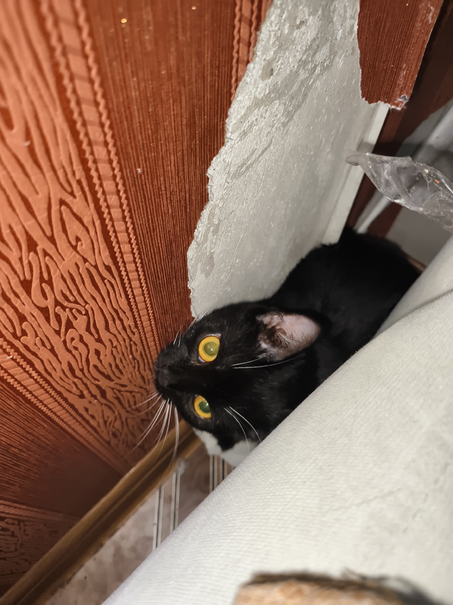 A black and white tuxedo cat with prominent yellow irises and white whiskers is depicted in a close-up, angled shot. The cat's head, oriented upwards and slightly left, emerges from behind a soft, white textured fabric object, consistent with a cushion or blanket, which occupies the lower right and central right sections of the frame. Its left ear, revealing a pinkish interior, is visible. The background on the left features a reddish-brown wall surface characterized by an embossed pattern of wavy lines and vertical ridging. A jagged, torn white material, indicative of insulation or damaged plaster, acts as a divider between the reddish-brown wall and the white fabric. A crumpled, transparent piece of plastic or cellophane is positioned in the upper right quadrant. The scene is dimly lit, causing the cat's eyes to reflect light intensely. A blurred, light brown object is partially visible at the bottom edge of the frame.
Location: Unknown, Unknown
