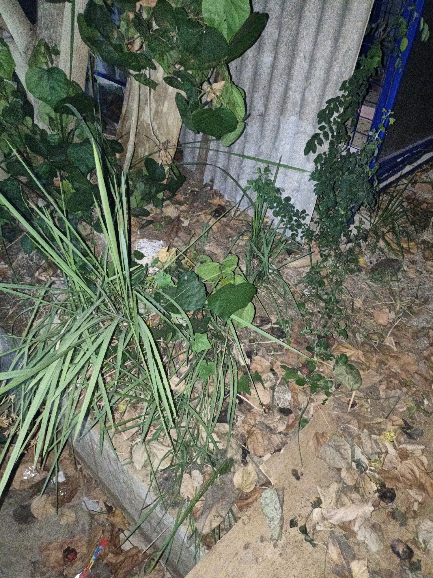 The image depicts a dimly lit outdoor scene with vegetation and debris. In the foreground, a patch of long, green grass or reeds is visible, growing out of a concrete structure. Scattered around are dry leaves and other organic matter. Behind the grass, large, textured tree trunks are present, partially obscured by foliage. To the right, a corrugated metal sheet leans against a blue metal frame, with a vine-like plant growing up it. The ground appears to be dirt and leaf litter. The overall impression is one of an overgrown, neglected area, possibly an alleyway or a backyard in Cikal, Indonesia, given the context. No people or specific actions are discernible.