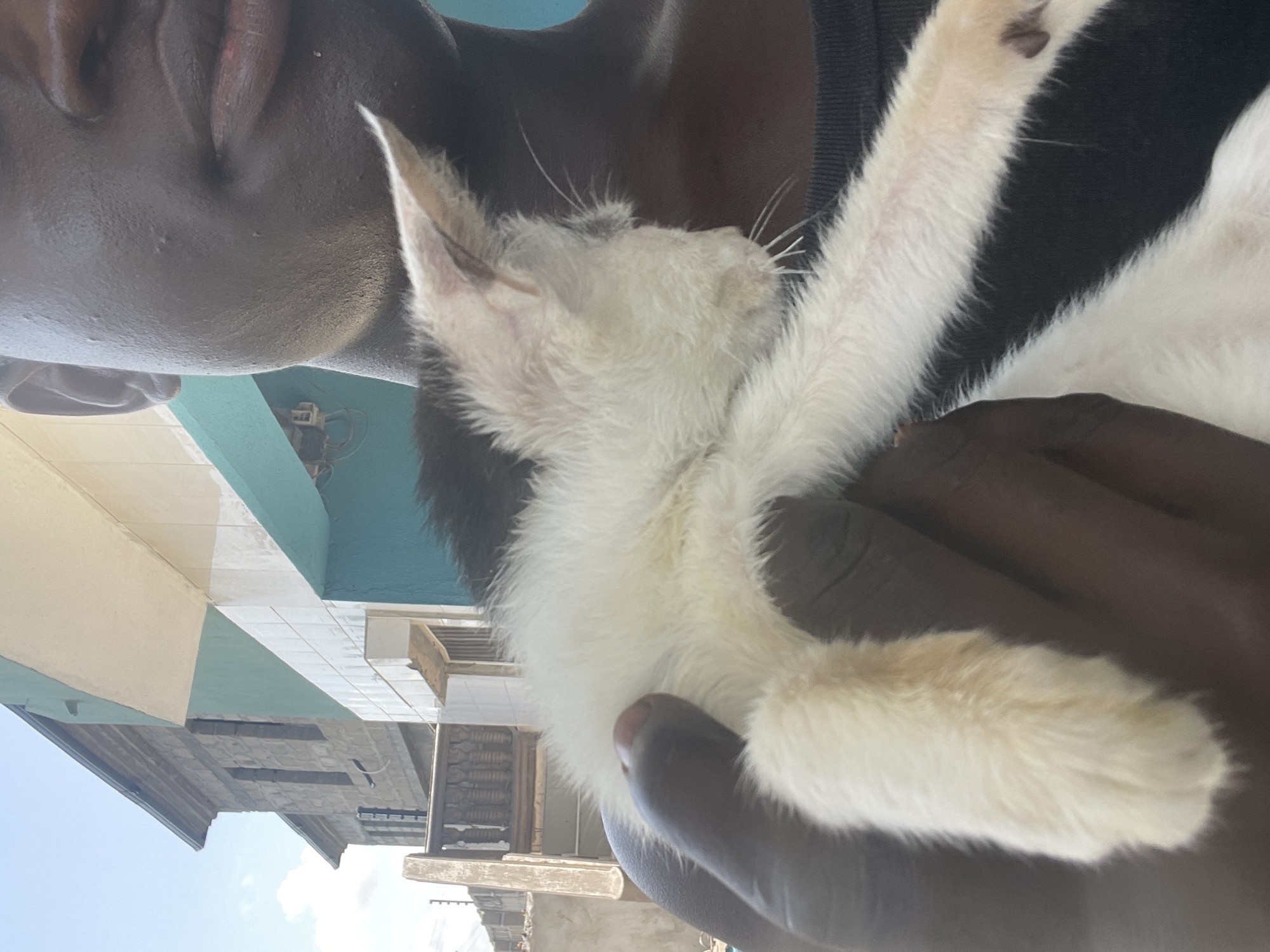 A person with dark skin is holding a small, light-colored cat. The building in the background shows evidence of being in a densely populated urban area, likely located in Badagry, Nigeria, based on the presence of specific architectural elements and environmental factors that align with urban characteristics found in this Nigerian city. The cat's body is positioned across the person's body. The image is taken at a low angle, with the building and sky visible in the background.