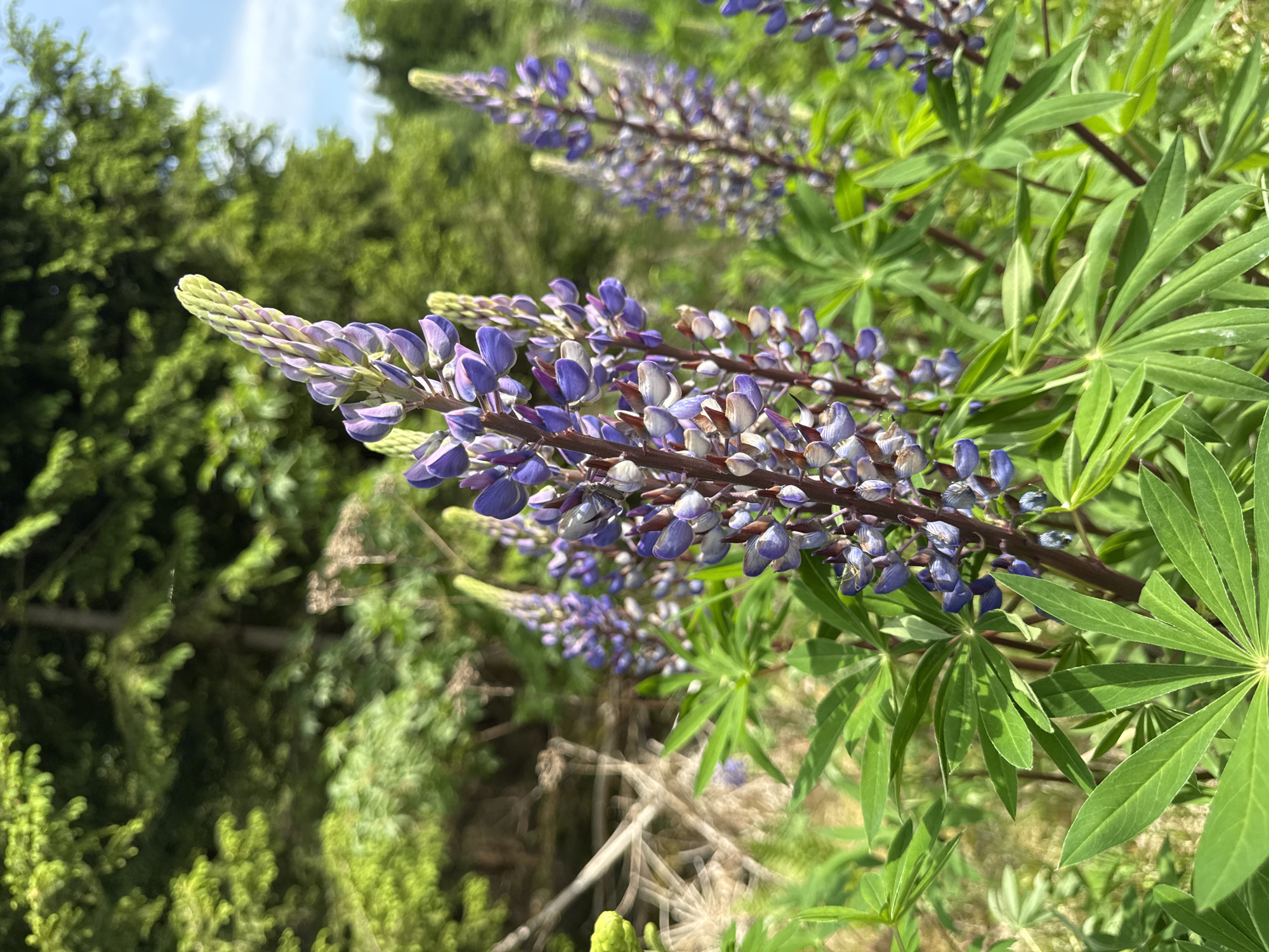 This close-up nature photograph, taken in Vessigebro, Sweden, features several blooming lupine plants as its primary subject. The image is dominated by the distinctive, cone-shaped flower spikes, primarily in shades of purple and lavender, with some lighter, almost white, petals visible. The individual flowers are densely packed along the stems. The palmate leaves, characteristic of lupines, are a vibrant green and are visible in sharp focus in the foreground and mid-ground.
The background consists of lush green foliage, likely trees and shrubs, which are softly blurred, creating a shallow depth of field that emphasizes the flowering lupines. Above the distant foliage, a bright, clear or partly cloudy blue sky is visible.
There is no specific activity or event taking place, as the image captures a moment in nature with the flowers in bloom. The bright natural lighting suggests it is daytime, likely morning or afternoon, under sunny conditions. The composition places the main flower spikes prominently, extending diagonally across the frame. The overall impression is one of natural beauty and vibrant summer growth in the Swedish countryside. There is no visible text in the image.