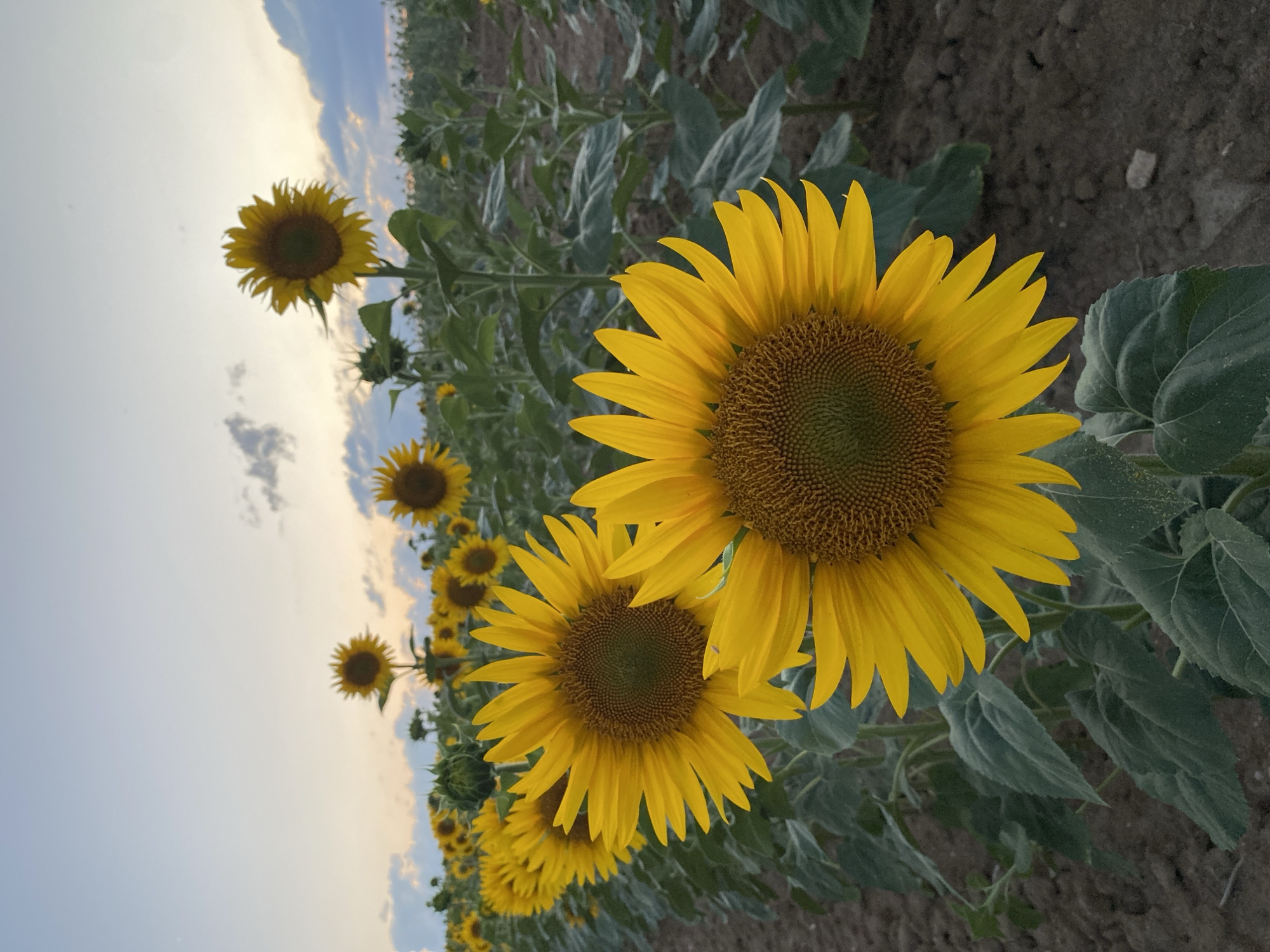 The image depicts a field of sunflowers under a twilight sky. The foreground features two large, vibrant yellow sunflowers, their petals spread wide, with detailed centers. Behind them, rows of more sunflowers stretch into the distance, some in bloom and others in various stages of development. The sky above is a gradient of pale blue and soft orange, with scattered clouds. The ground is dry, tilled soil. The scene suggests a rural agricultural setting, consistent with fields found in the commune of Courpière, France. There are no people or animals visible in the frame.