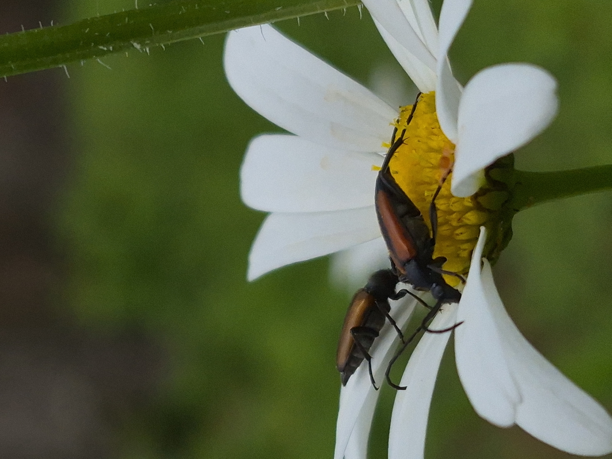 Two longhorn beetles, with dark bodies and reddish-brown wing covers, are positioned on a white daisy with a yellow center. One beetle is in the foreground, facing left, while the other is partially behind it, also facing left. The daisy is in focus, with its white petals and yellow center clearly visible. The background is a blur of green and dark brown, suggesting a natural outdoor setting. There is no indication of the city of Hargla, Estonia in the image.