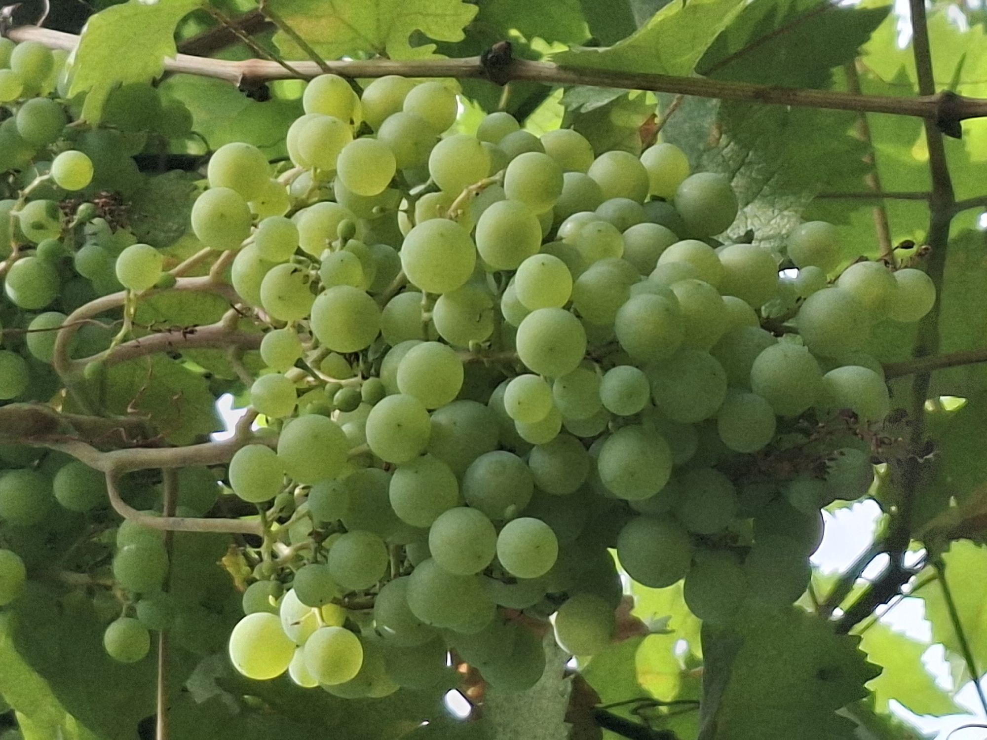 The image displays a close-up view of a cluster of unripe green grapes hanging from a vine, bathed in natural light. The grapes are round and vary in size, with a matte finish. They are interspersed with green leaves and thin brown stems, characteristic of a vineyard or garden setting. The background is a soft blur of green foliage and bright patches of sky or sunlight filtering through the leaves. The composition emphasizes the texture and color of the grapes and their natural environment. There are no people or animals visible in the image. The scene appears to be outdoors, in a place where grapevines are cultivated. This could be a vineyard, a garden, or even a domestic setting with a fruiting vine. The image does not contain any specific landmarks or features that would pinpoint its exact location within the city of Almaty, Kazakhstan.