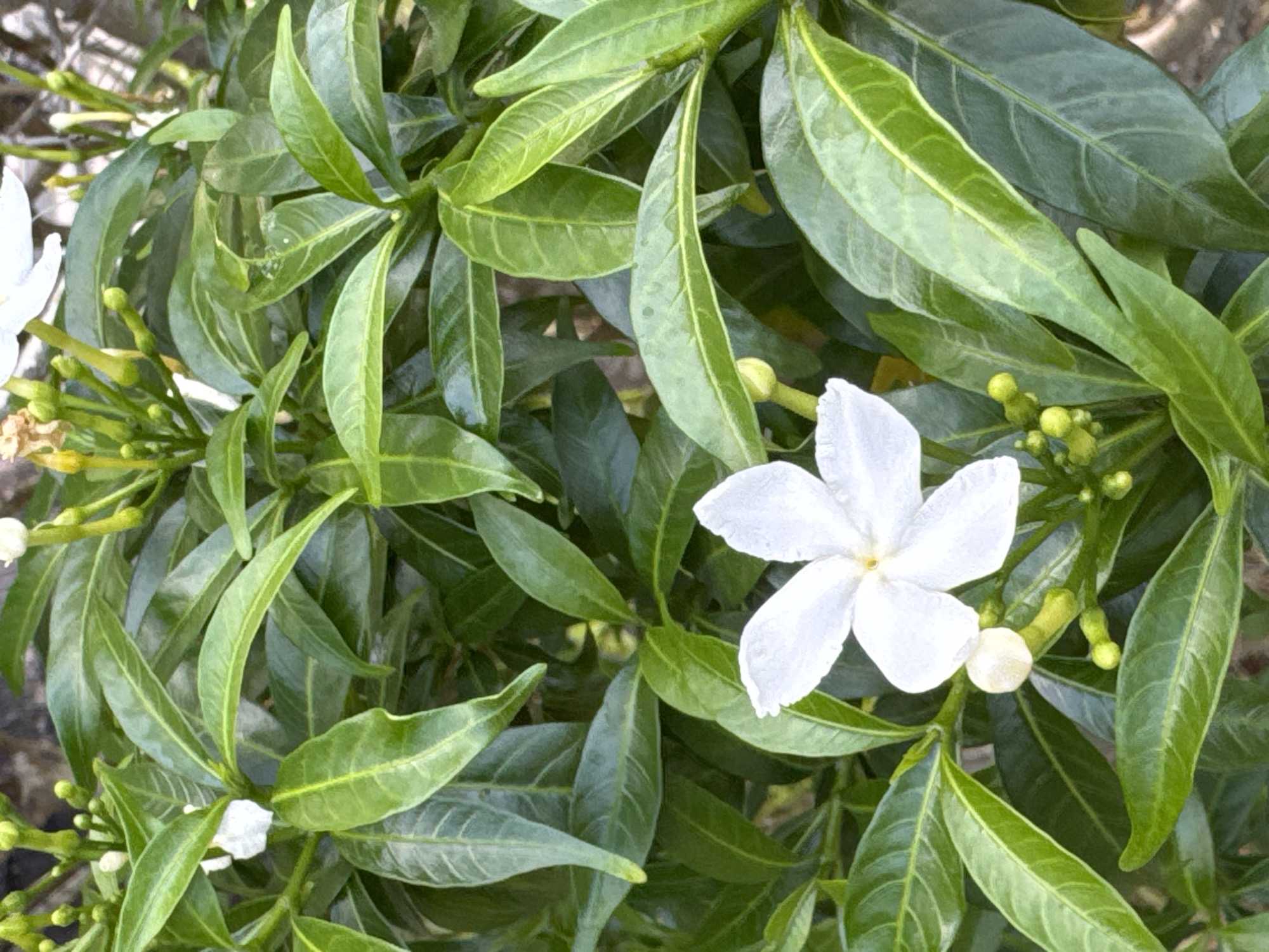 A close-up, eye-level shot captures a cluster of green leaves and a white flower against a blurred background. The flower, a star-shaped bloom with five delicate petals, is the focal point, positioned slightly to the left of the frame. A small, undeveloped bud is visible below it. Numerous oval-shaped leaves, predominantly a vibrant green with lighter green veins, surround the flower. Several small, green buds are also interspersed among the foliage, suggesting the presence of more blooms to come. The lighting creates subtle highlights on the leaves and petals, adding depth to the image. The scene is set outdoors, likely in a garden or natural setting within Nha Trang Ward, Vietnam, as indicated by the lush vegetation and the overall ambiance of a tropical environment. No people or animals are present.