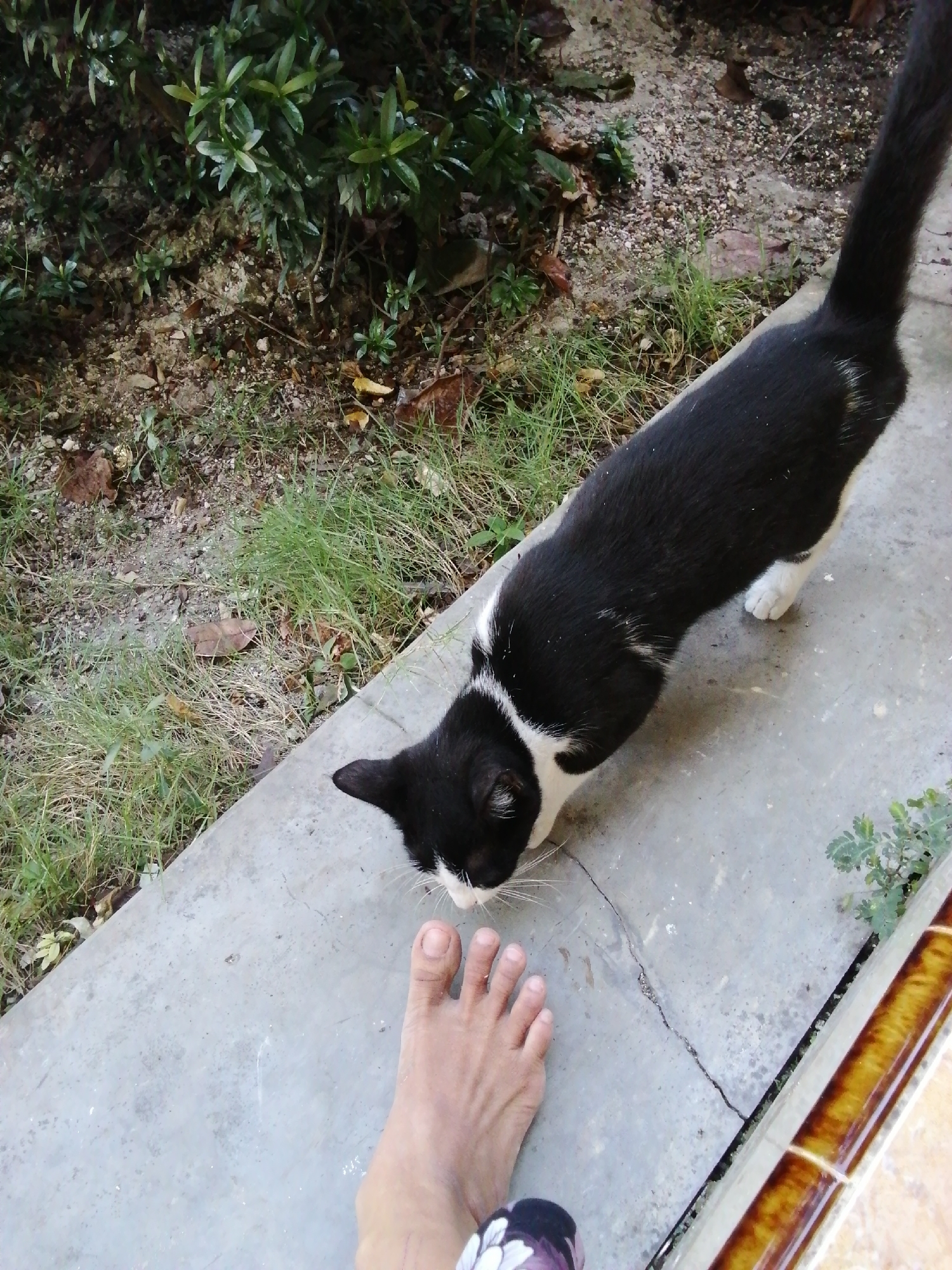 In an outdoor, possibly urban setting, a black and white cat is positioned on a concrete walkway, with its body angled towards a bare human foot. The cat is in a sniffing posture, with its head lowered towards the ground near the foot. The walkway is adjacent to a strip of dry grass and sparse vegetation. In the background, there are plants and foliage, suggesting a garden or natural area. The lighting appears to be natural daylight.
