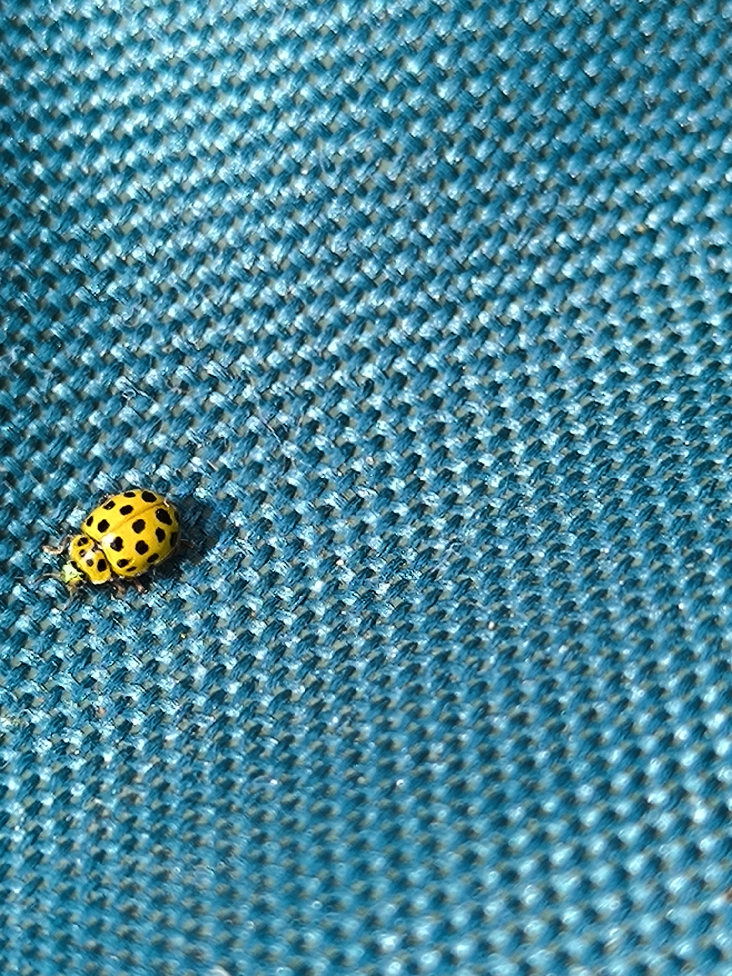 A macro photograph shows a ladybug on a blue, woven surface. The ladybug is bright yellow with black spots. The texture of the fabric is clearly visible, with a tight weave pattern creating small diamond shapes. The lighting emphasizes the texture of the fabric and highlights the ladybug. The background is a blurred expanse of the same blue fabric, suggesting a shallow depth of field. The photograph does not contain any information that would allow for its location to be identified as Maiskii, Russia.