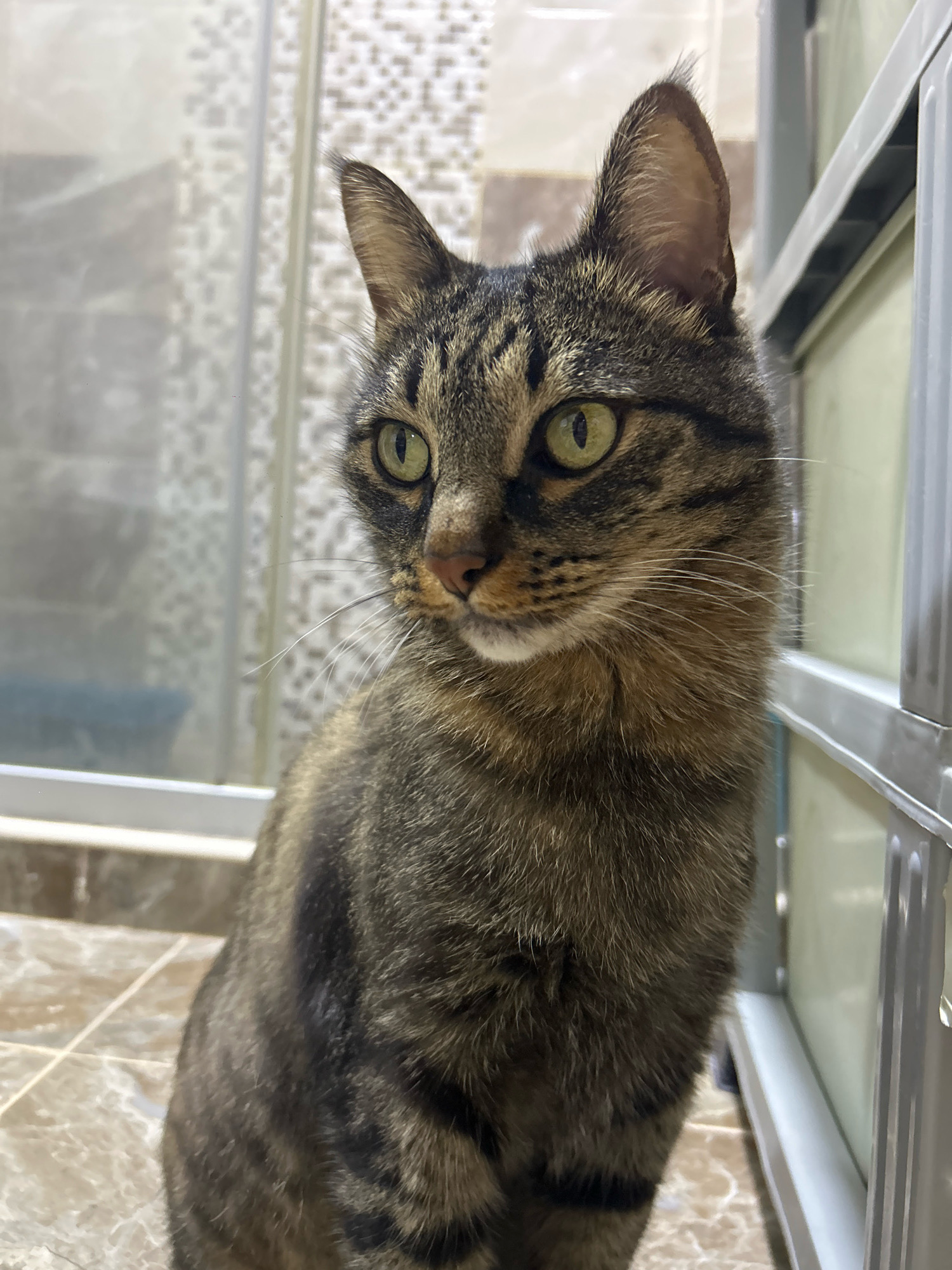 A tabby cat with green eyes is sitting on a tiled floor. The cat is looking to the left of the frame. In the background, there is a shower stall with frosted glass and a white cabinet with beige shelves. The floor tiles are a light brown marble pattern. The environment suggests an indoor domestic setting, possibly a bathroom or laundry area. There is no indication of the city of Khyrdalan, Azerbaijan.