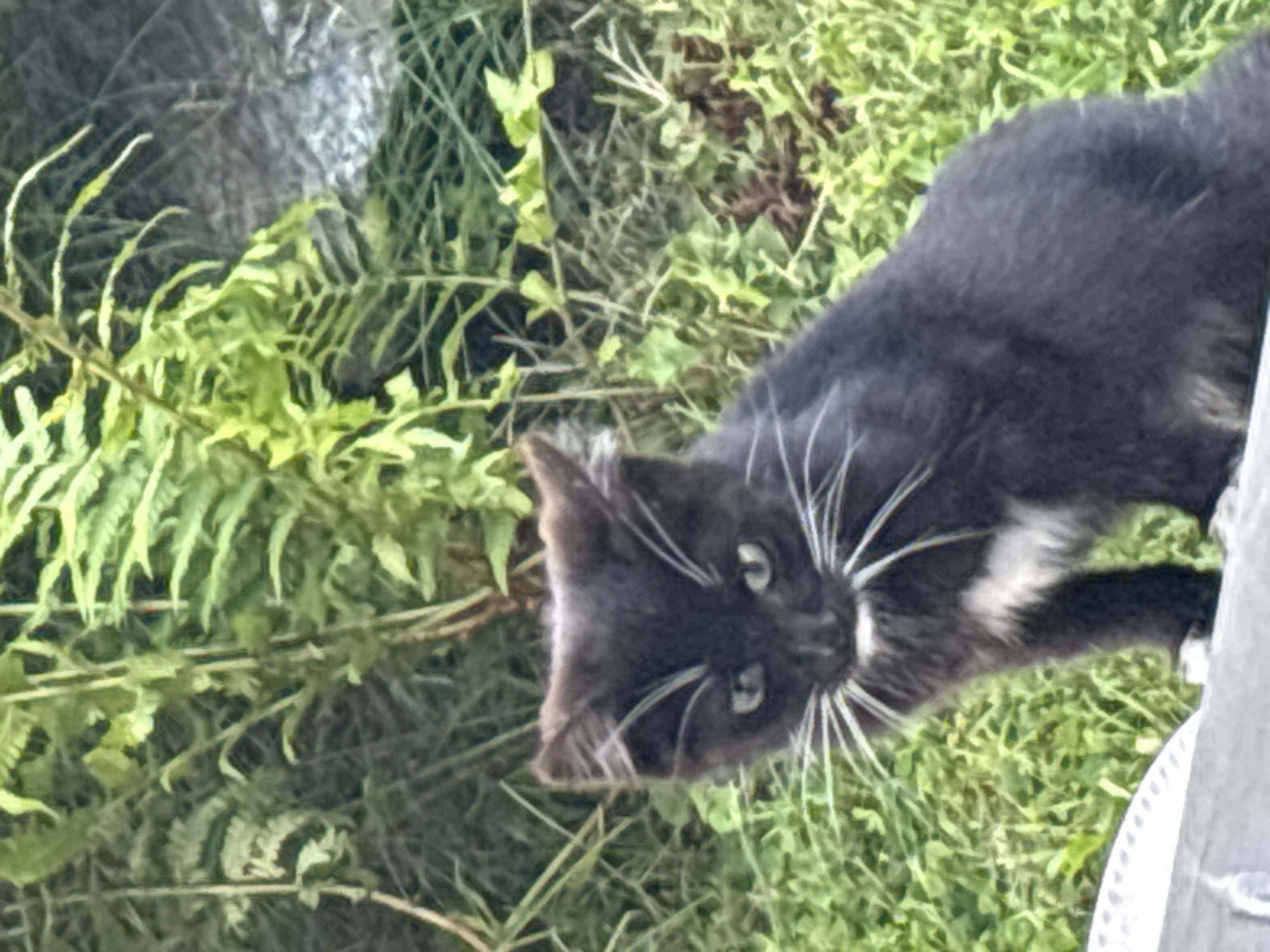 A black kitten with a white chest patch sits in lush green grass, its face turned towards the camera. The kitten has bright green eyes and long white whiskers. Behind the kitten, ferns and other greenery are visible, suggesting an outdoor, natural environment. The foreground shows a light-colored, textured surface. The image appears to be taken in Zvenigorod, Russia.
