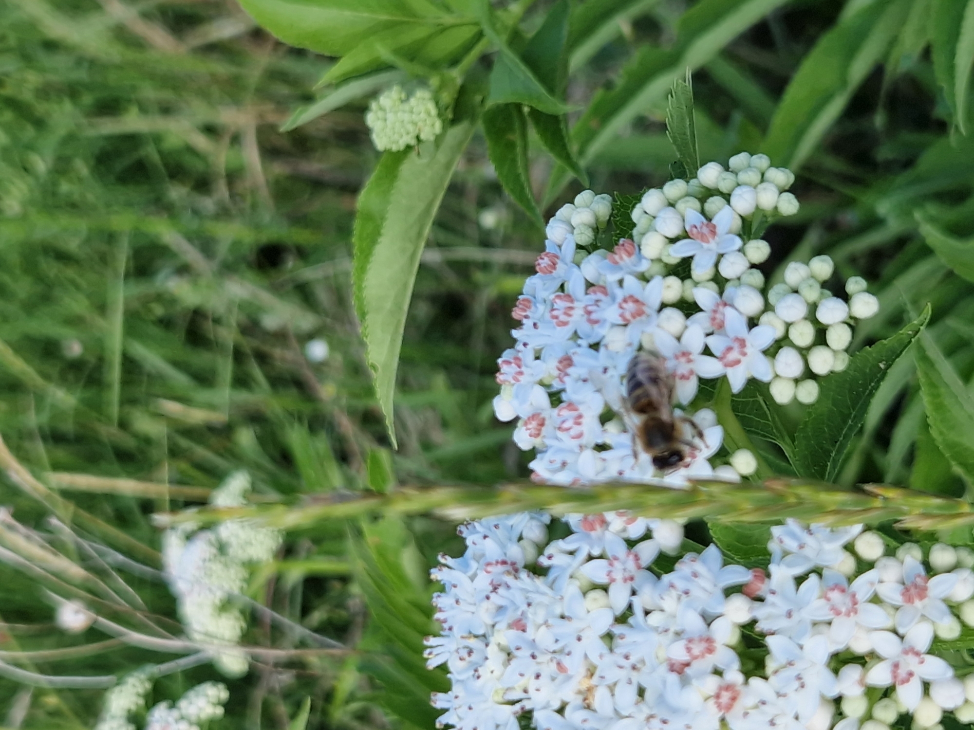A close-up, eye-level shot focuses on a cluster of white elderflowers with small pink centers, some of which have unfurled into delicate five-petaled blossoms, while others remain as tightly furled buds. A bee with brown and yellow stripes is positioned on the upper right portion of the elderflower cluster, its body angled as if in the process of collecting pollen. The elderflowers are surrounded by vibrant green foliage, with a tall, thin green stalk prominently placed in the foreground, partially obscuring the flowers and the bee. The background is a soft blur of more green foliage and vegetation, suggesting an outdoor, natural setting, likely a park or garden within Sofia, Bulgaria, during the daytime.