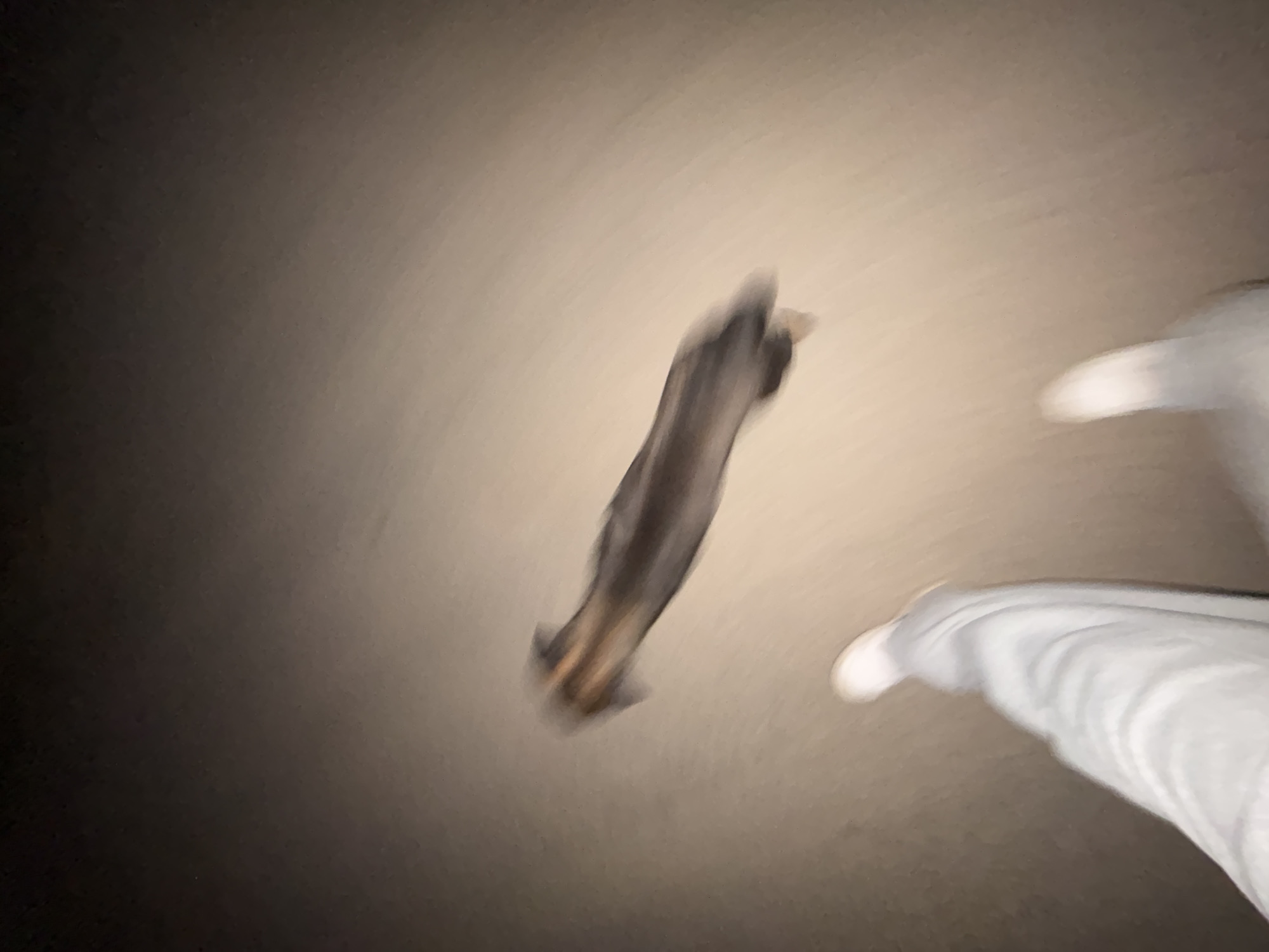 The image shows an out-of-focus figure in a blurry scene. The primary subject seems to be a dark, elongated shape, possibly an animal, positioned diagonally in the center. To the right, a white, blurred form suggests clothing or limbs. The background is an indistinct gradient from dark on the left to lighter on the right, likely a wall or surface. No specific details indicate Lehchevo, Bulgaria or the location being a city. There is an absence of identifiable objects, people, or actions that enable a forensic analysis.