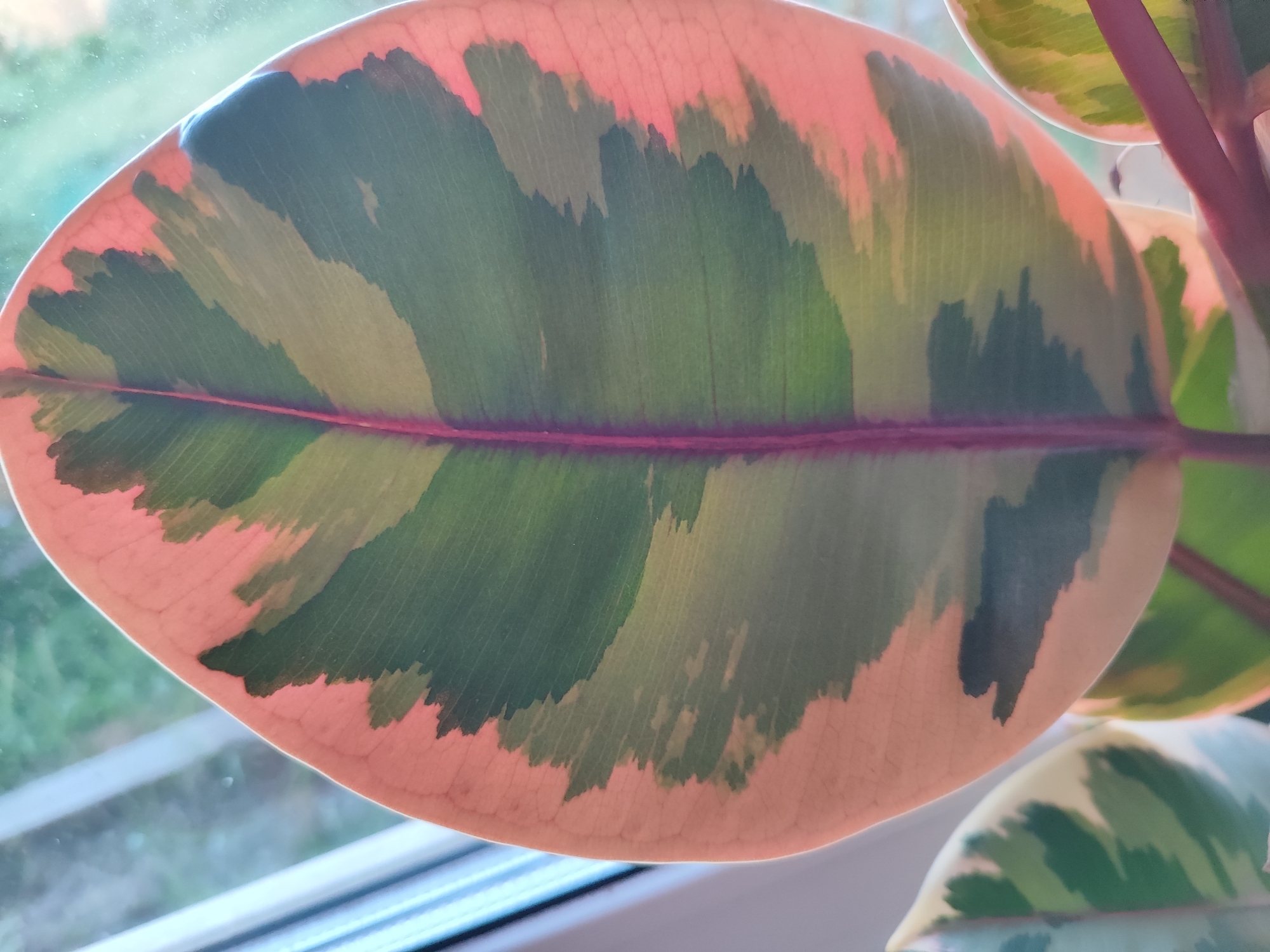 A close-up shot focuses on a large, variegated rubber plant leaf with a pinkish-orange and green marbled pattern. The leaf is positioned horizontally in the foreground, with a prominent reddish vein running down its center. In the background, out of focus, is a blurry window with a light-colored frame and some greenery visible outside, suggesting an indoor plant near a window. There is no indication of the city of Marusino, Russia in the image.