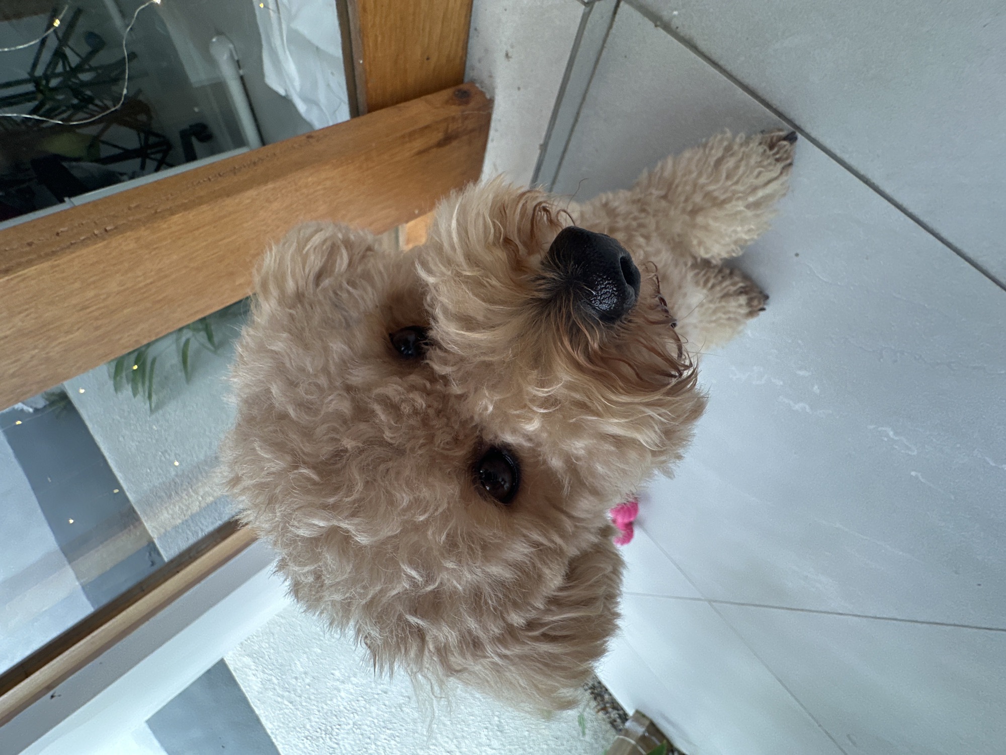 A light brown poodle-mix dog with curly fur is sitting on a tiled floor. The dog is looking directly at the camera with its head tilted slightly. Its nose is black and its eyes are dark brown. In the background, there is a glass door, a wooden frame, and some greenery. The overall setting appears to be an indoor or semi-outdoor space. The floor is light-colored tile. A small pink object is partially visible under the dog's chin. The scene suggests a residential or commercial area with natural light.
