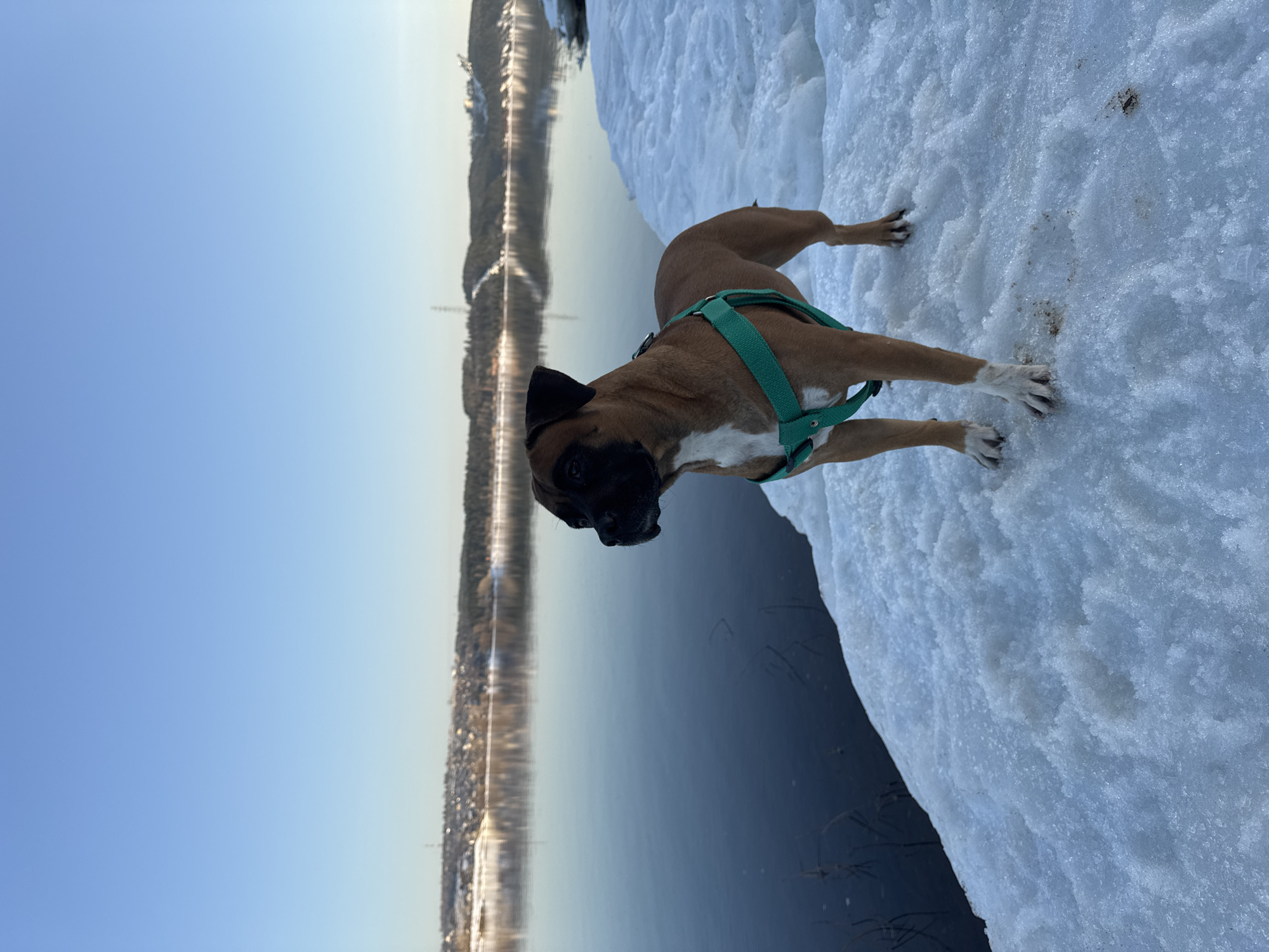 A medium shot depicts a brown and white Boxer dog wearing a green harness standing on a snow-covered edge, overlooking a body of water. The water reflects the opposite shoreline, indicating a river or lake. The shoreline features a cityscape or residential area with buildings and possibly trees. The sky is clear with a gradient from light blue to a slightly warmer hue near the horizon. The dog is oriented towards the water. The picture's location is the city of Chaikovsky, Russia.