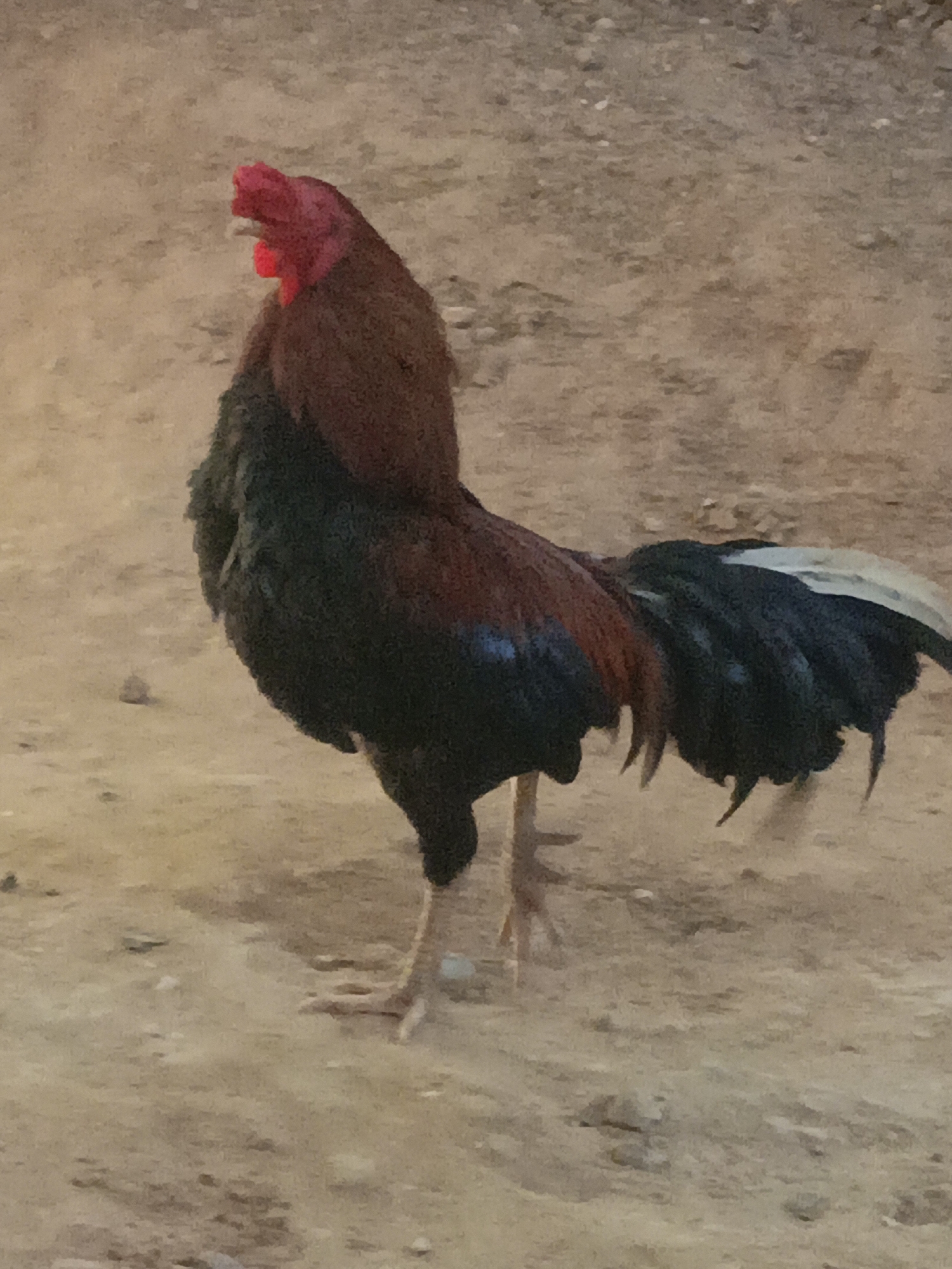 A rooster stands on a dirt ground in Lhokseumawe, Indonesia. The rooster is facing left with its head slightly tilted. It has a red comb and wattle, with dark brown and black feathers on its body. Its tail feathers are a mix of black and white. The background is a blurred dirt surface.