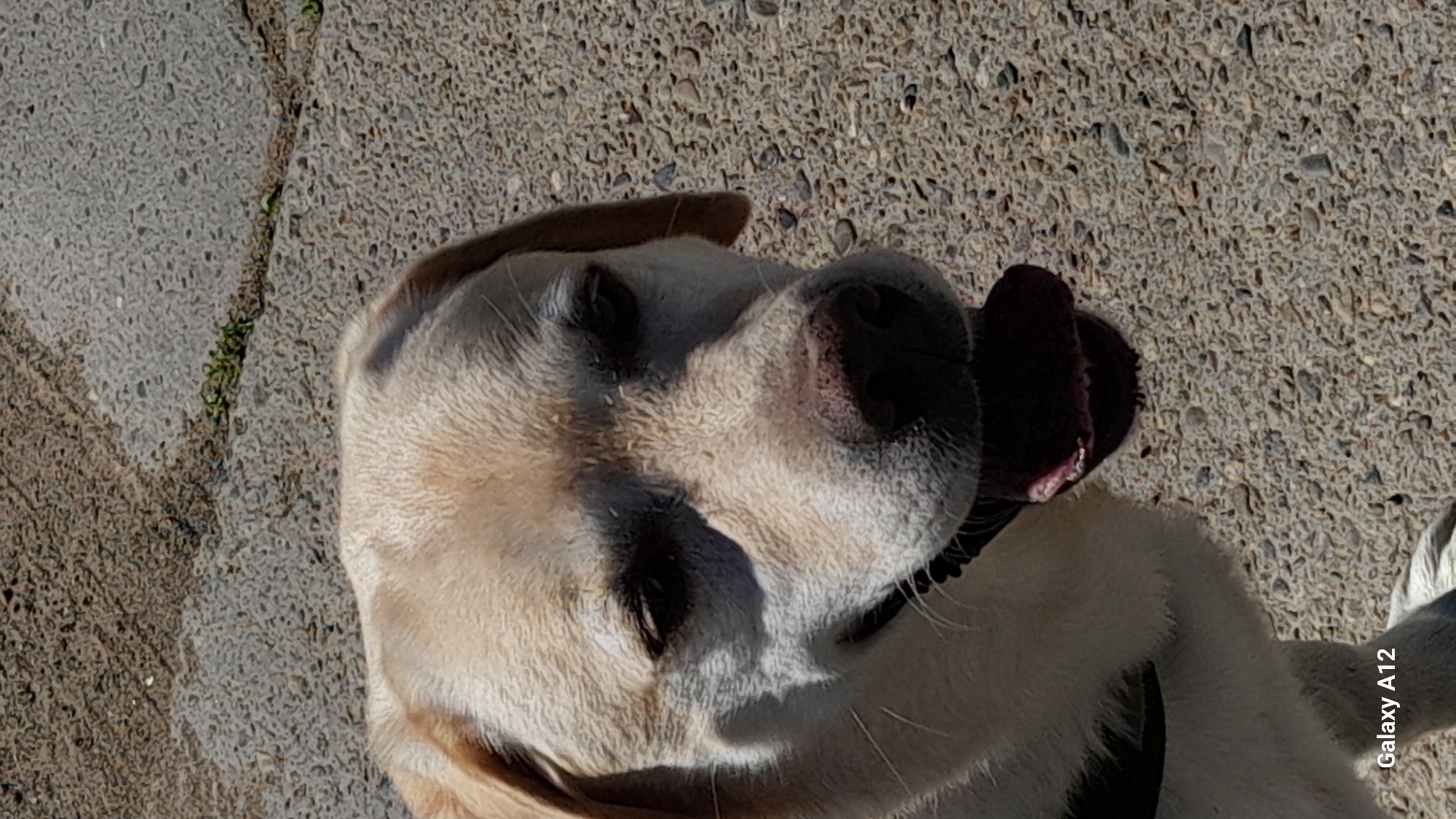 The image shows a close-up, upper-body portrait of a light-colored Labrador Retriever dog. The dog is panting, with its mouth open and tongue visible. The dog's fur appears slightly wet. The background is a textured concrete surface, likely a sidewalk or paved area. There is a faint shadow cast on the dog's face. The bottom left corner of the image contains the text "Galaxy A12". The image does not contain any information about the location in the city of Марковский, Russia.