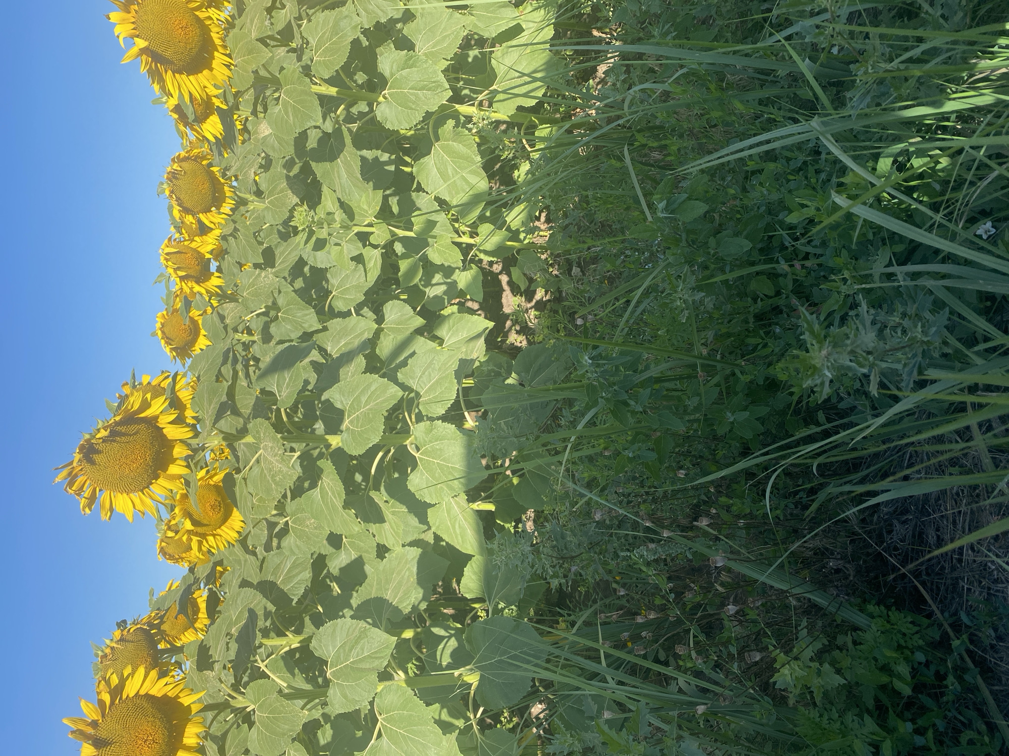 A field of sunflowers is shown under a clear blue sky. The sunflowers are tall, with large yellow petals and dark centers. Their green leaves and thick stalks are visible, forming a dense wall of foliage. In the foreground, tall green grass and other wild plants grow, with some dried seed pods visible amongst them. The overall impression is of a rural or agricultural setting. The location is Novooleksandrivs'ke, Ukraine.