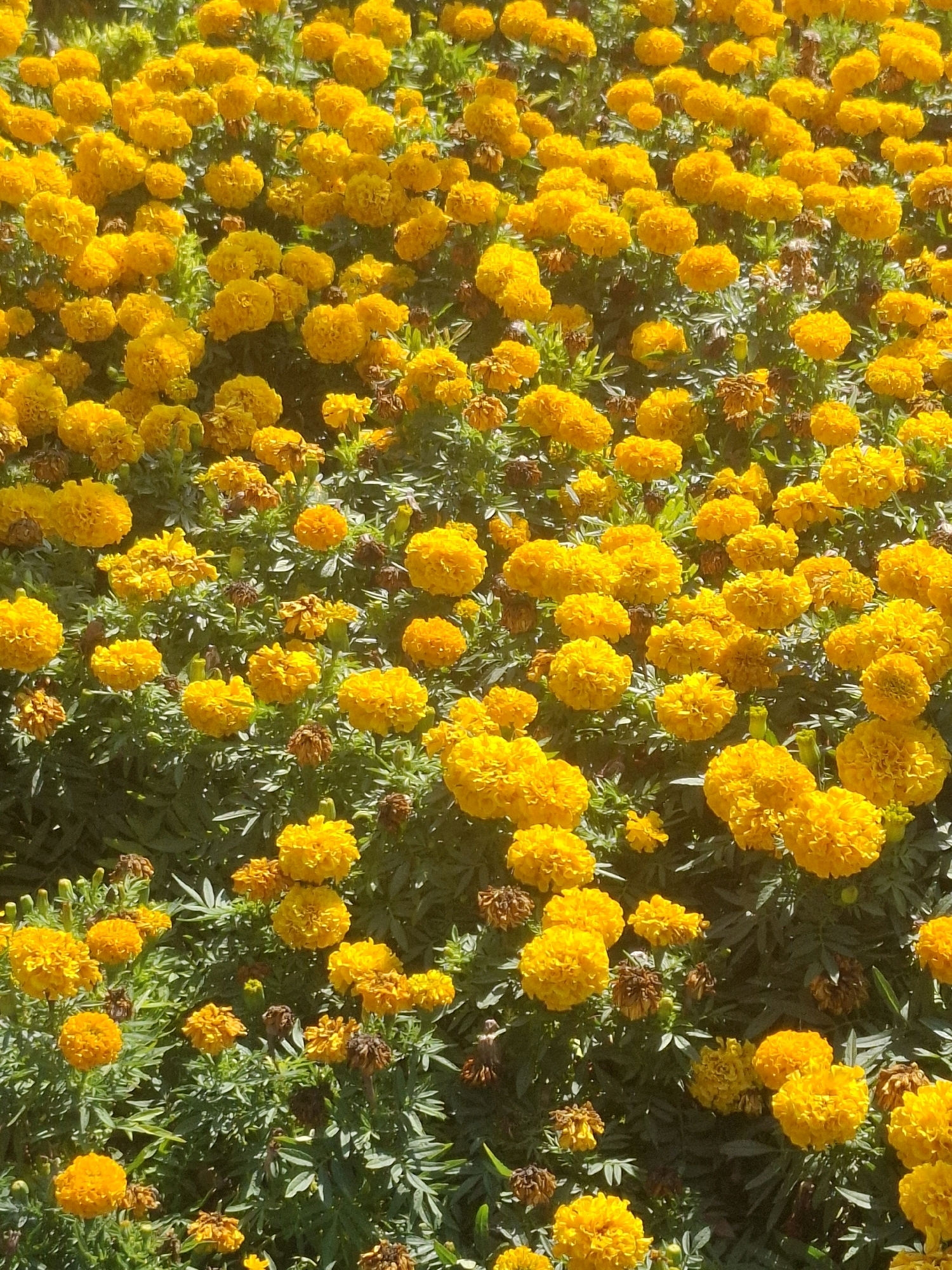 The image is a close-up, top-down view of a dense bed of bright yellow marigolds in full bloom. The flowers are varied in size and fullness, with some appearing as tightly packed pom-poms and others more open and ruffled. Interspersed among the vibrant yellow blossoms are some dried, brown marigold seed heads and green, feathery foliage. The lighting suggests it is daytime, with sunlight casting subtle shadows and highlighting the textures of the petals. The scene appears to be outdoors, likely in a garden or park setting within the city of Almaty, Kazakhstan. There are no people or animals visible in the image.