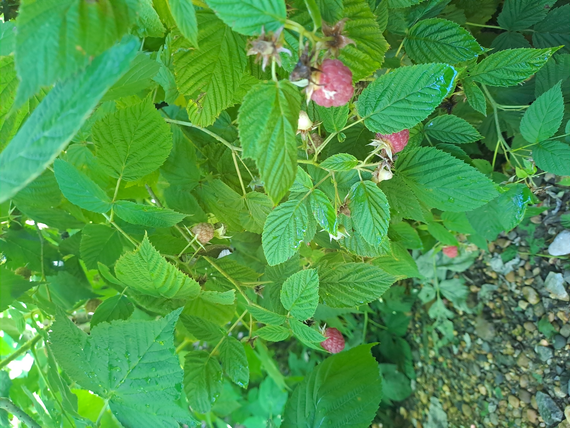 The image shows a close-up of a raspberry bush with several ripe raspberries and green leaves. The raspberries are red and pink, with some still unripe and light pink. Water droplets are visible on some of the leaves, suggesting recent rain or watering. The background consists of more green foliage and a gravelly ground. There are no people or animals visible in the image. The image is taken from a high angle, looking down into the bush. This scene is likely located in a garden or yard in Rogovskaya, Russia, given the context.