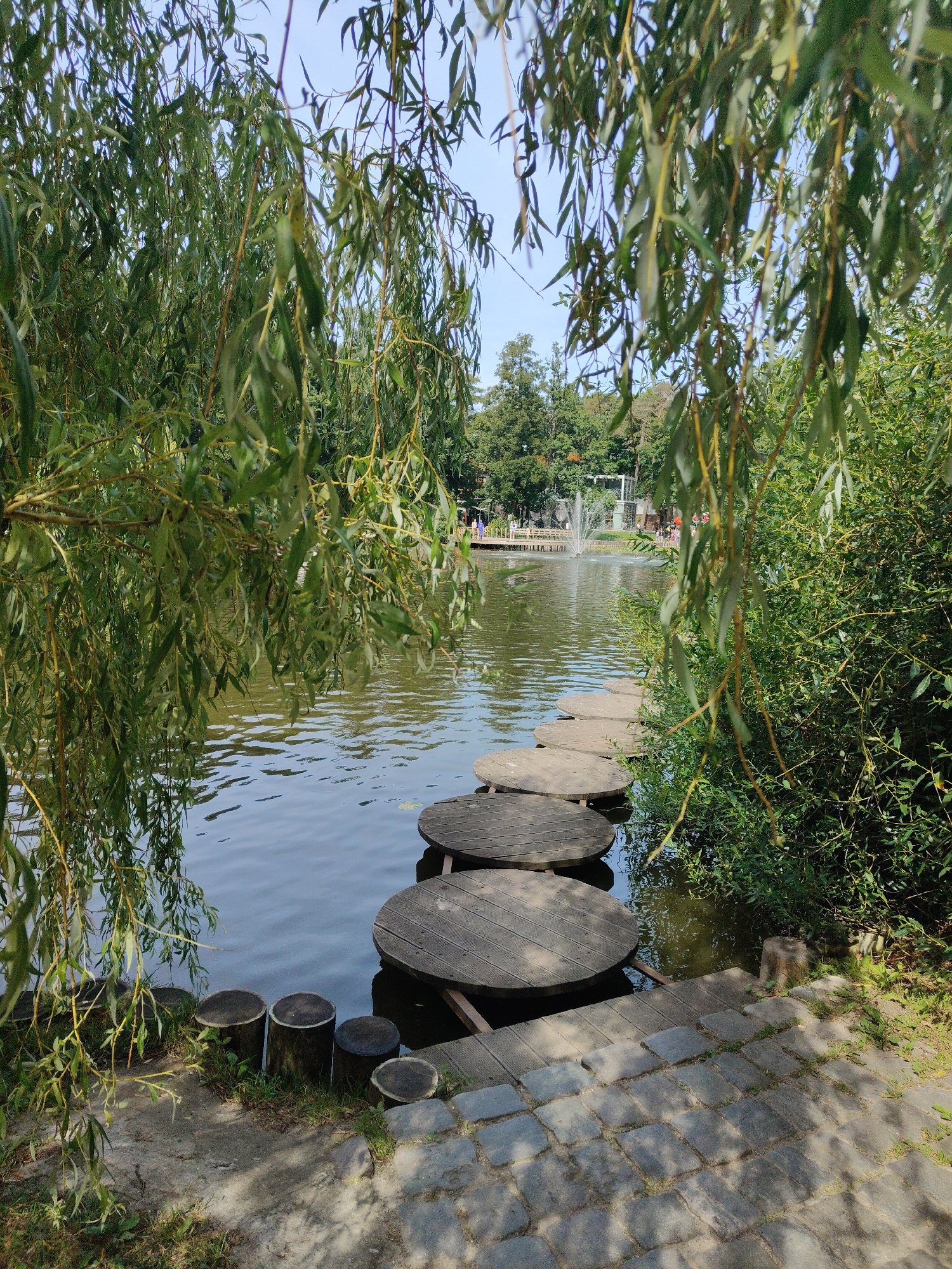The image shows a pond with a series of large, circular wooden stepping stones crossing it. The pond is bordered by lush green vegetation and trees, with branches of a weeping willow tree hanging into the foreground. In the background, a fountain sprays water into the air, and people can be seen on a pier. The ground near the pond is covered with a stone pathway and some rougher, sandy terrain with tree stumps. The scene suggests a park or recreational area, possibly in Zelenogradsk, Russia, given the context. The lighting indicates it is daytime, with sunlight casting shadows on the ground. There are no discernable specific actions or interactions taking place, it is a still scene.