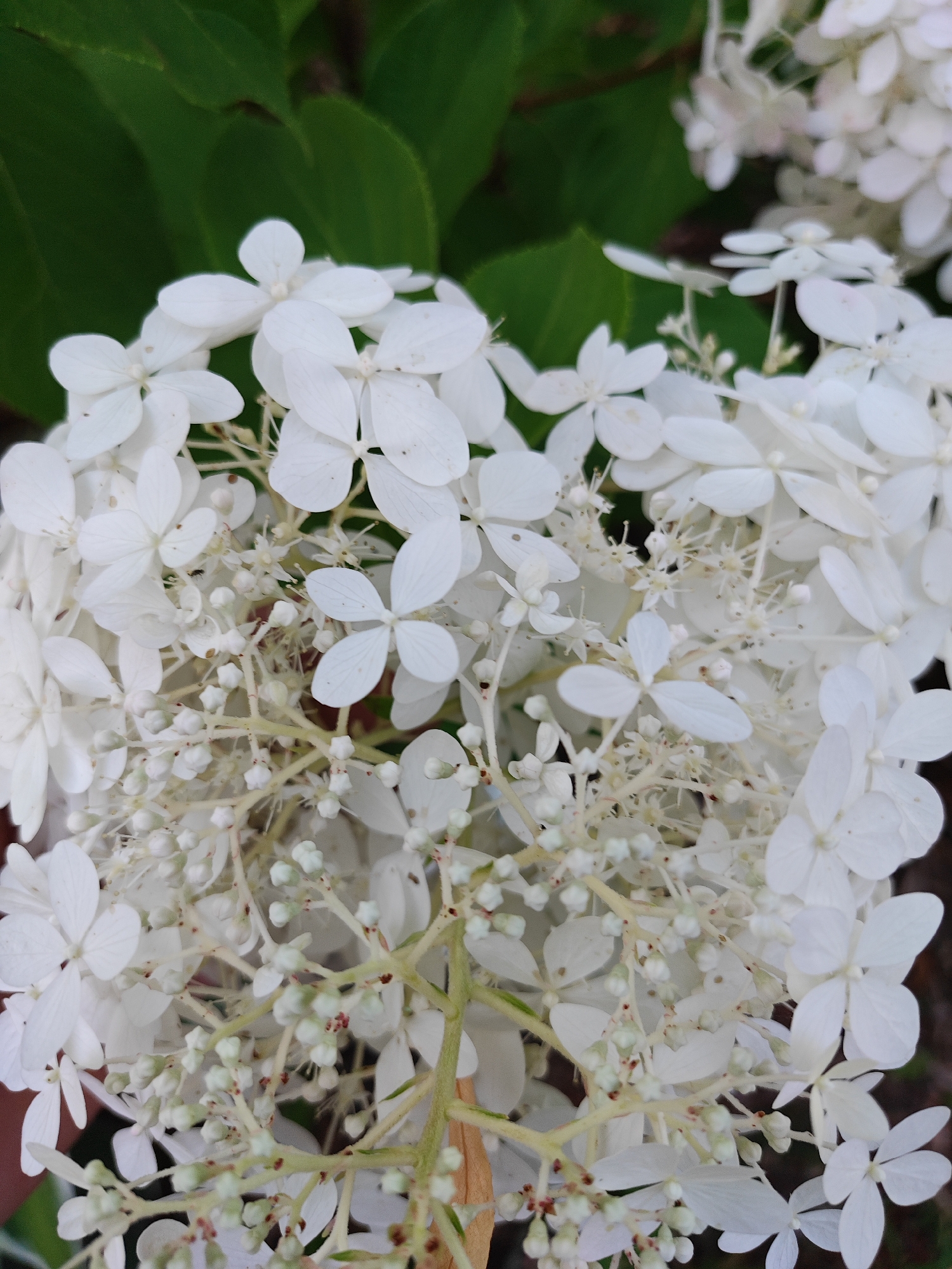 The image shows a close-up view of a cluster of white hydrangea flowers. The flowers are delicate with multiple petals and small, budding florets. Green leaves are visible in the background, out of focus. The lighting is natural, suggesting an outdoor setting. There are no people, buildings, or identifiable landmarks to indicate a specific location within Poznan, Poland. The scene is purely botanical.