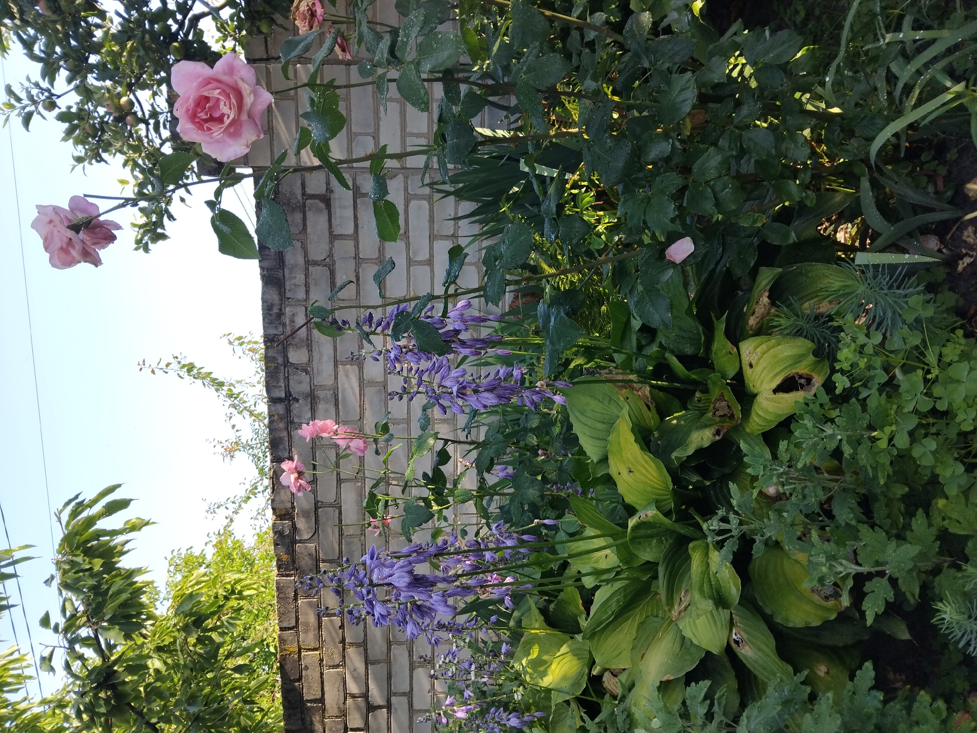This is a photograph of a garden with a brick wall in the background. The garden contains several types of plants, including hostas with large green leaves, tall purple flowers that appear to be delphiniums or similar species, and pink roses. The roses are in bloom and are positioned towards the right side of the frame, with one large bloom prominently displayed. The brick wall is light-colored and appears aged. Green leaves from trees are visible at the top of the image. The sky is clear and blue. The scene suggests a sunny day in a garden setting. The image was likely taken in the city of Zhytomyr, Ukraine, based on the provided context. No people are visible in the image.